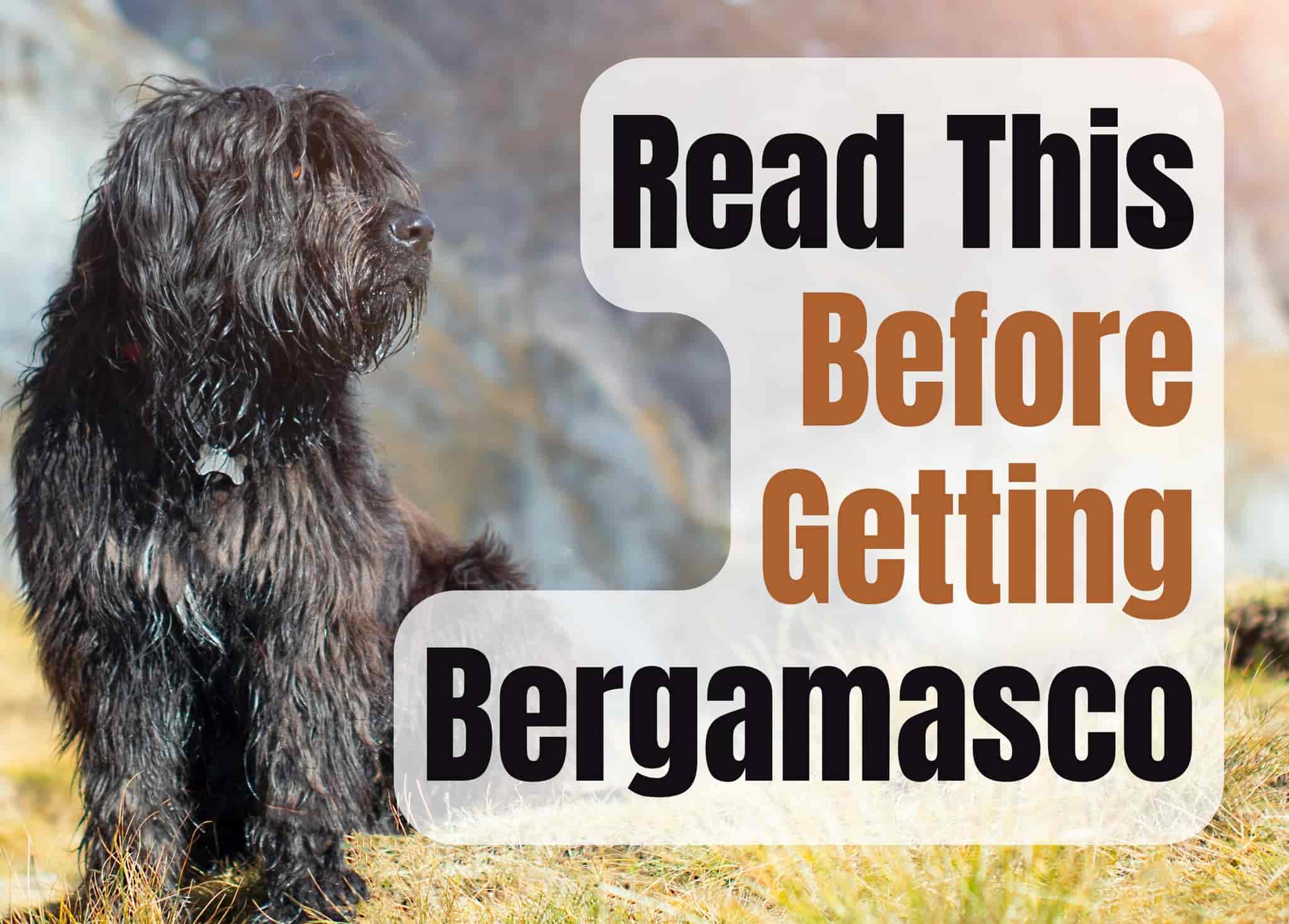 7 Things to Know Before Getting a Bergamasco Sheepdog