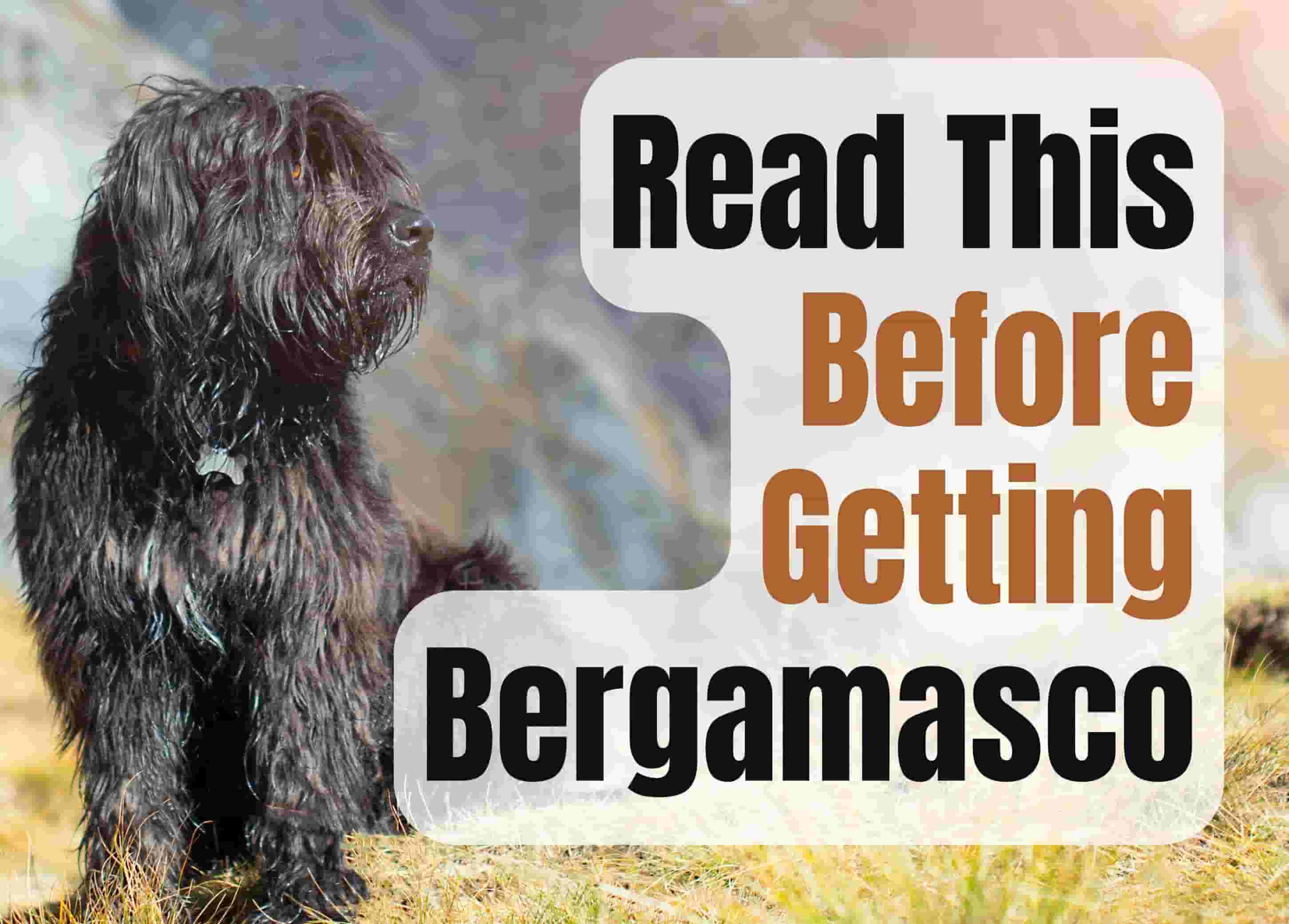 7 Things to Know Before Getting a Bergamasco Sheepdog