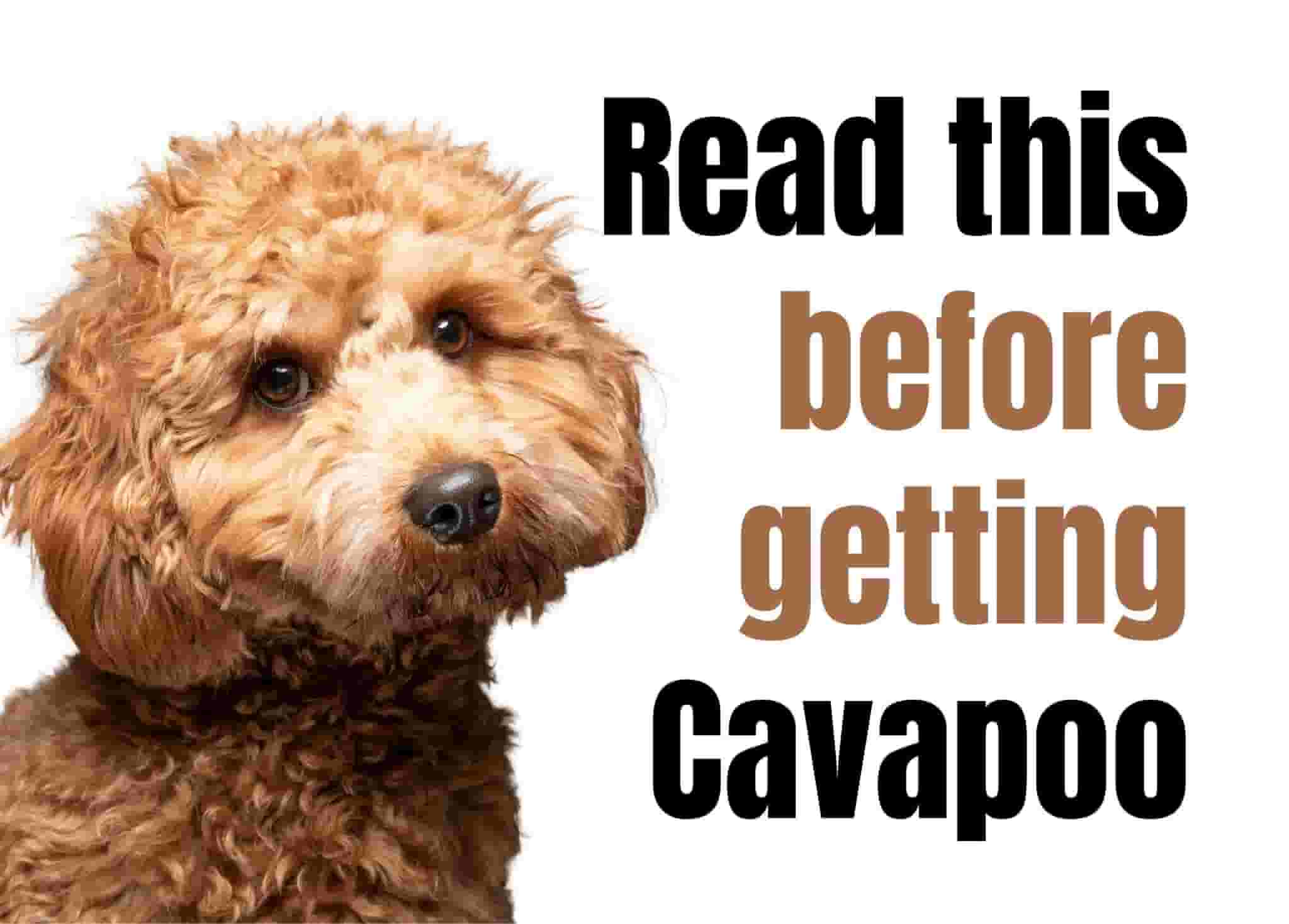 13 Things to Know Before Owning a Cavapoo