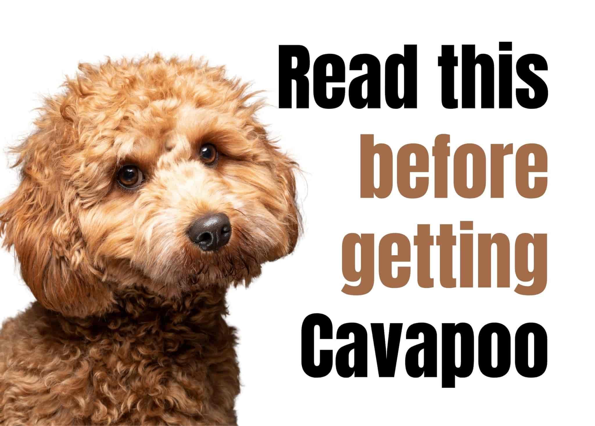 13 Things to Know Before Owning a Cavapoo