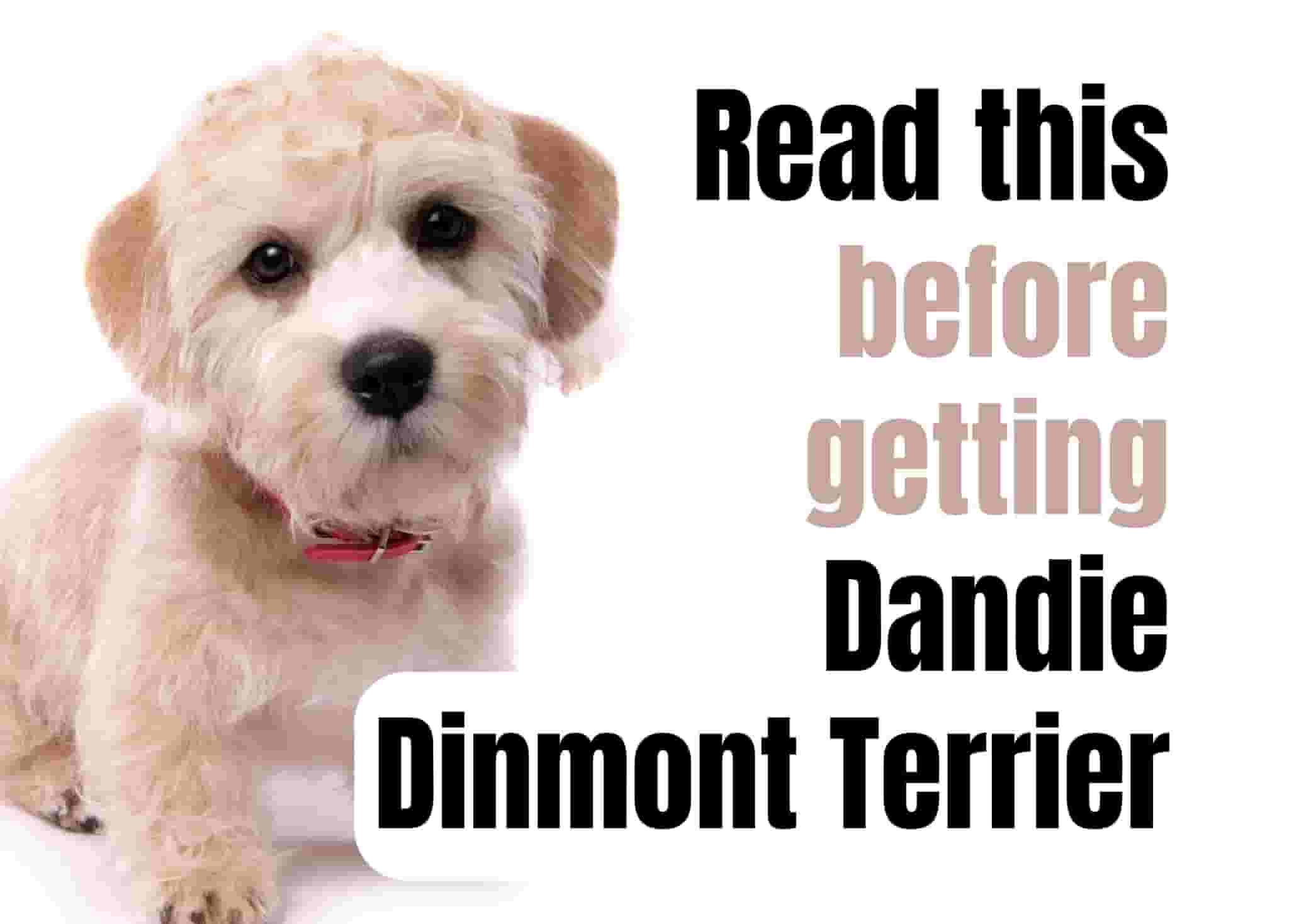 Consider These 13 Factors Before Purchasing a Dandie Dinmont Terrier Puppy