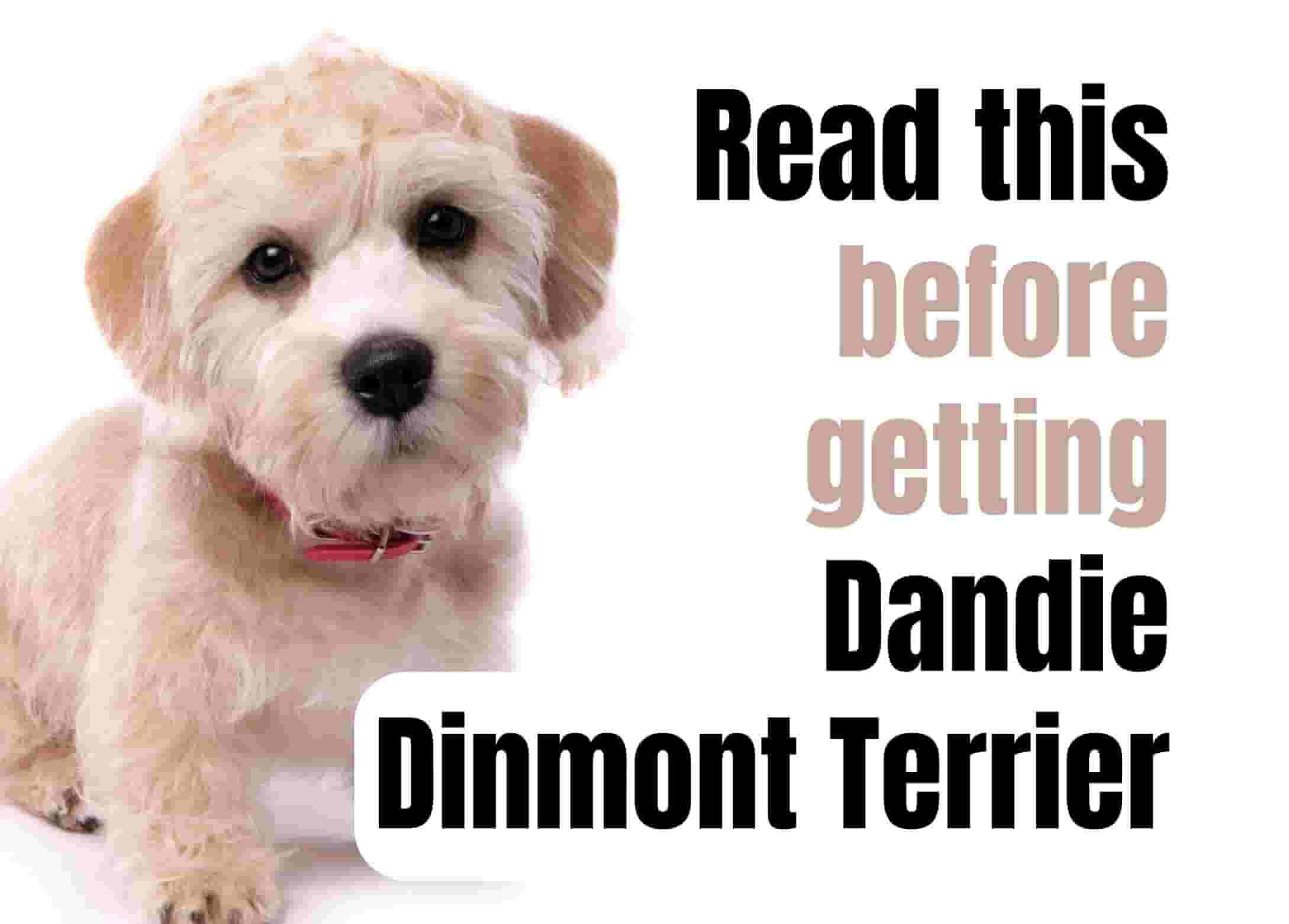Consider These 13 Factors Before Purchasing a Dandie Dinmont Terrier Puppy