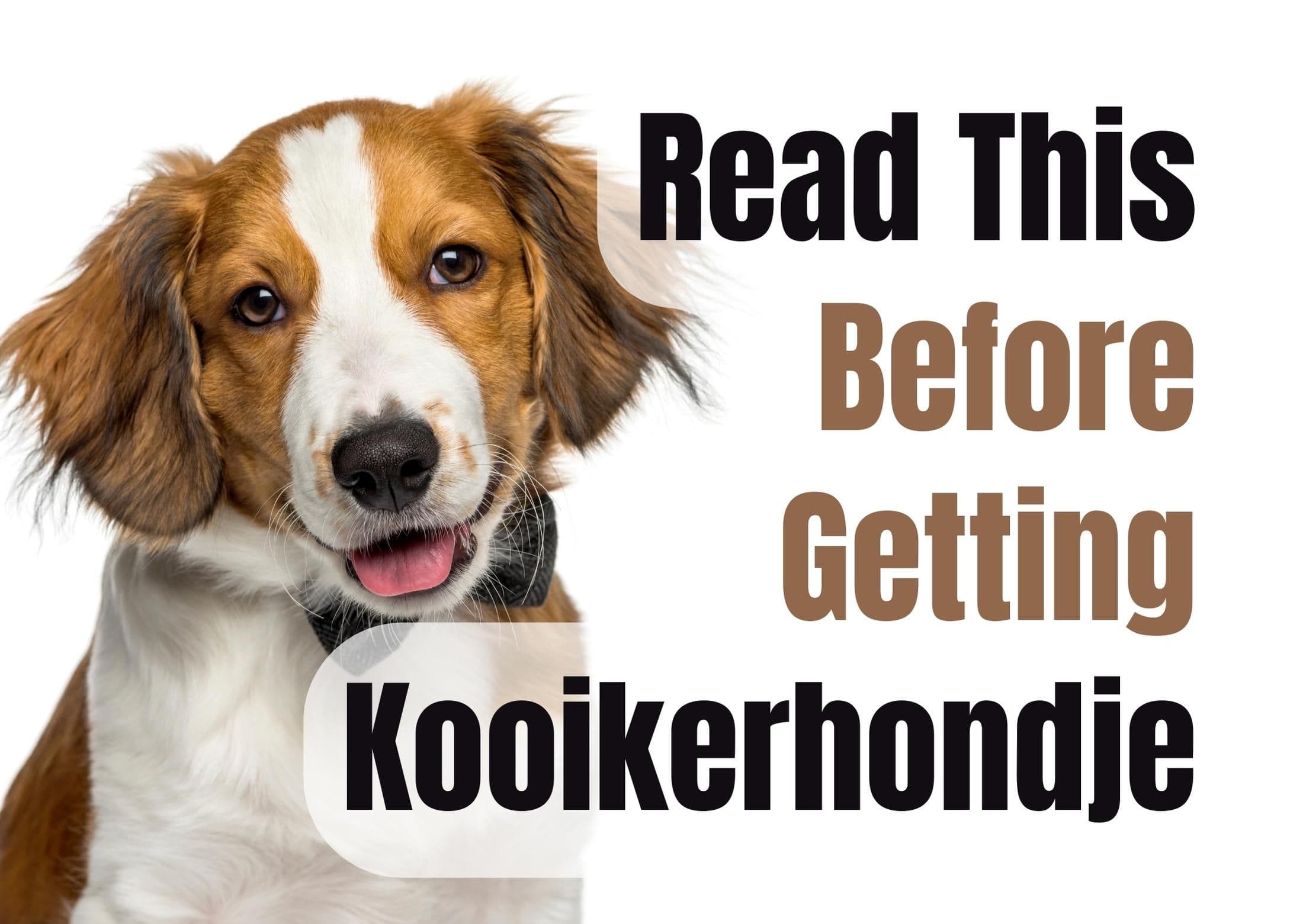 Consider These 13 Factors Before Purchasing a Kooikerhondje Puppy