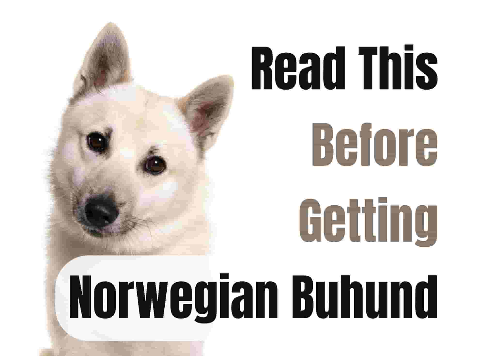 13 things to know before getting a Norwegian Buhund.