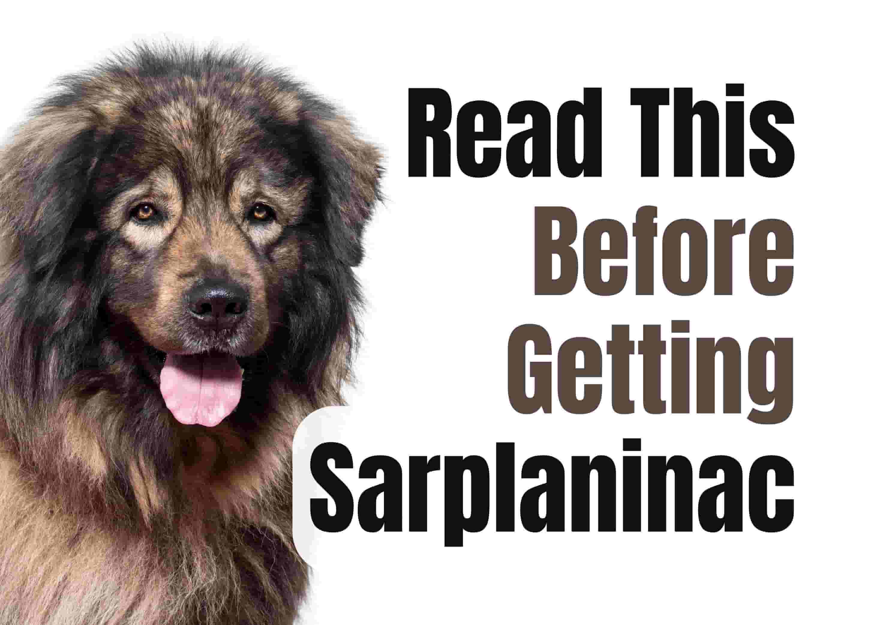 Consider These 13 Factors Before Purchasing a Sarplaninac Puppy