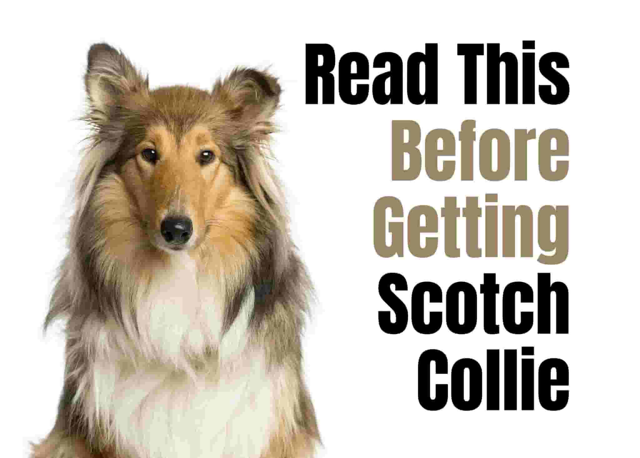 Consider These 13 Factors Before Purchasing a Scotch Collie Puppy