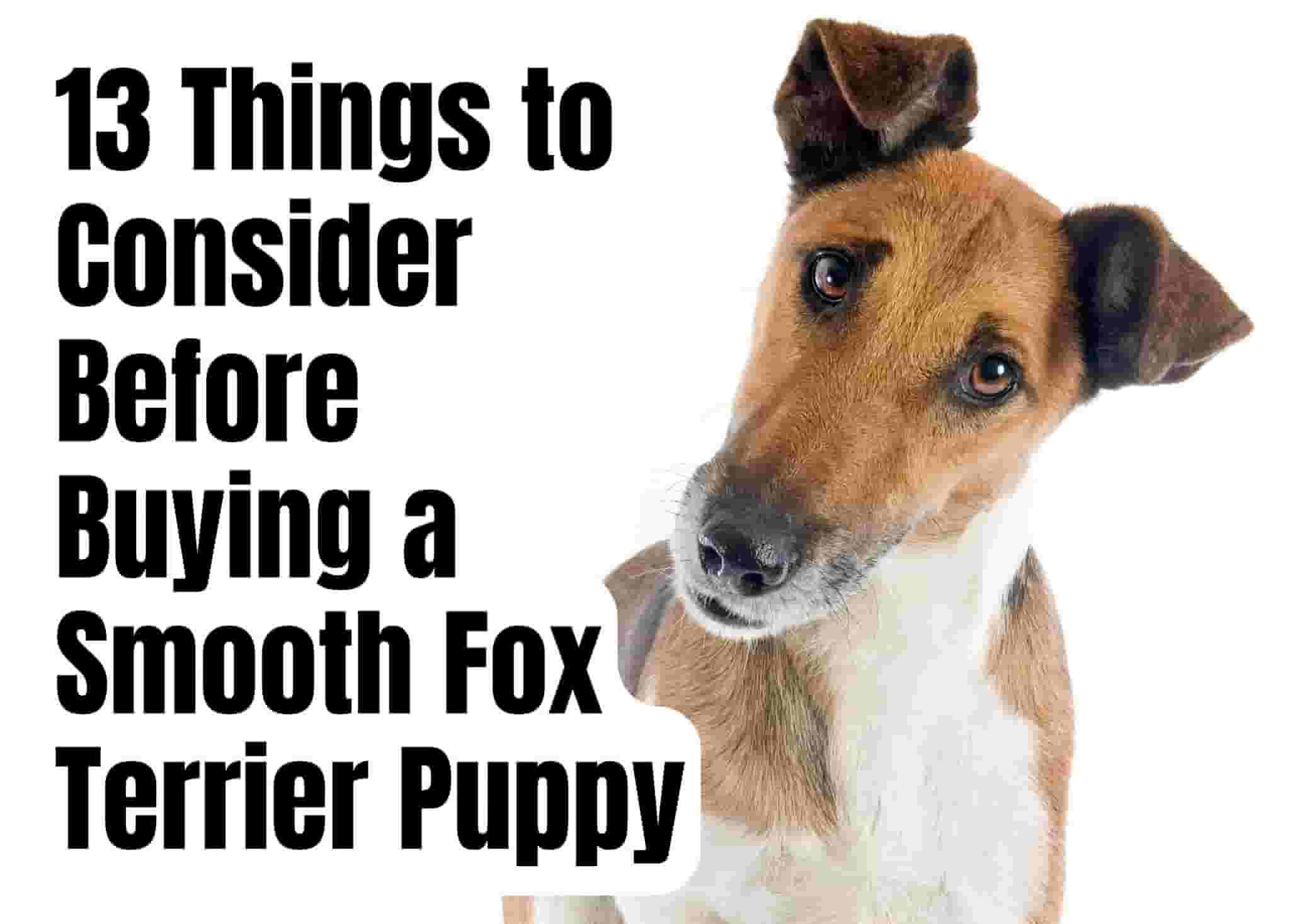 7 things to know before owning a Smooth Fox Terrier