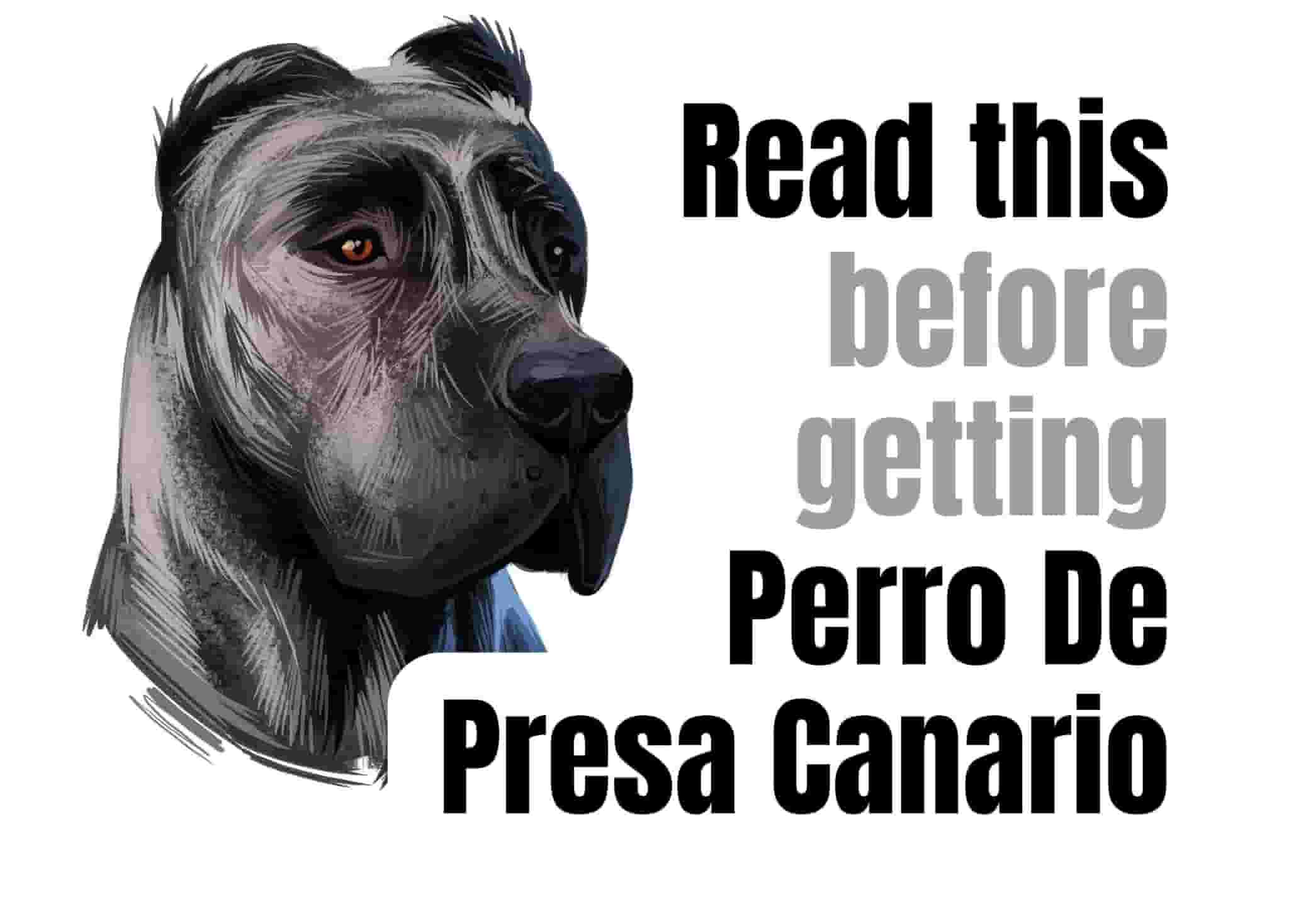 10 things to know before owning a Perro De Presa Canario