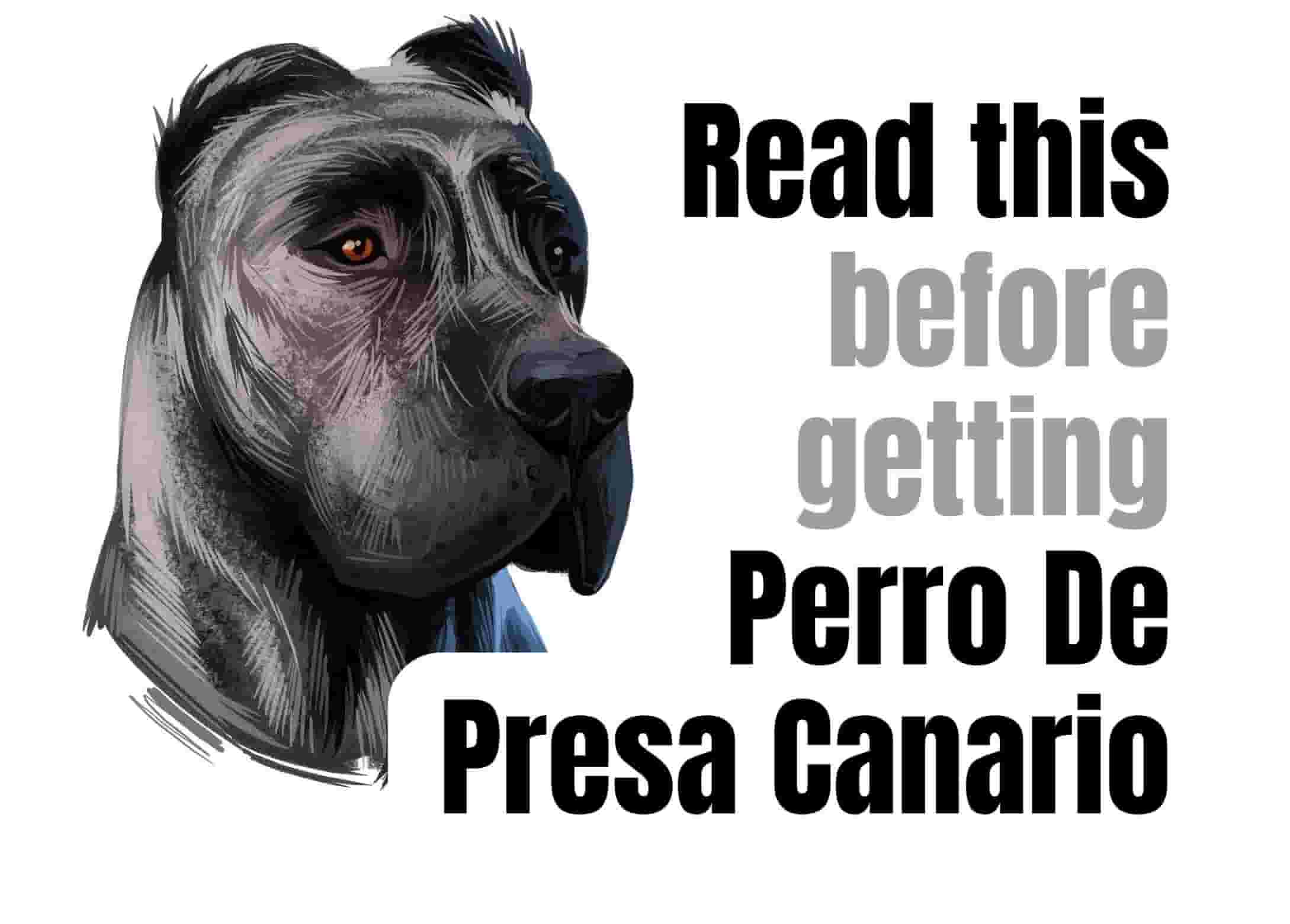 10 things to know before owning a Perro De Presa Canario