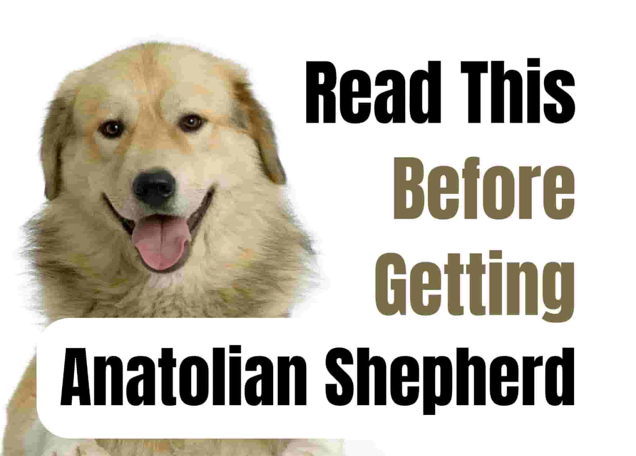 13 things to know before owning an Anatolian Shepherd Dog