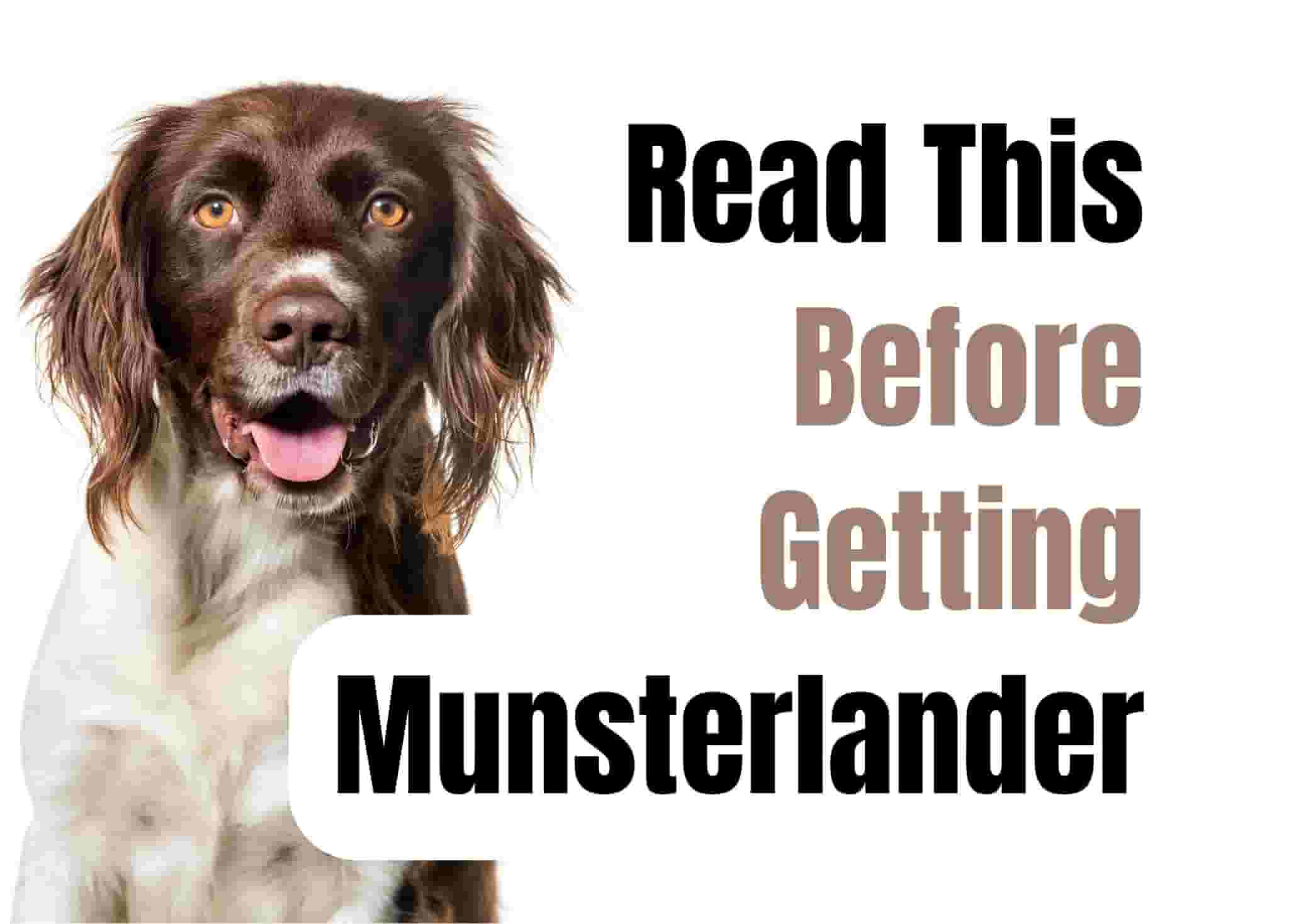 13 Things to Know Before Getting a Munsterlander