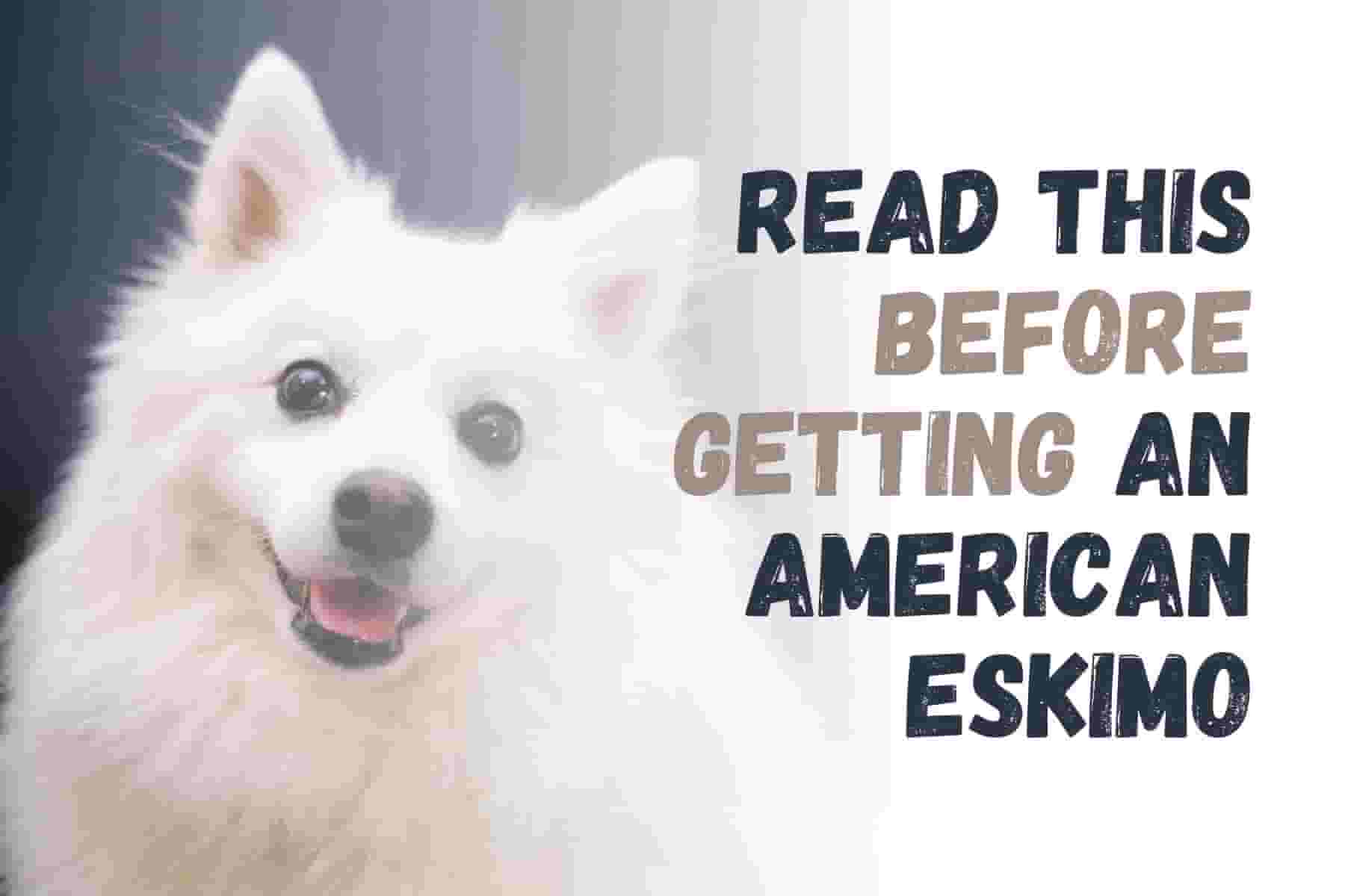 10 Things to Know Before Owning an American Eskimo Dog