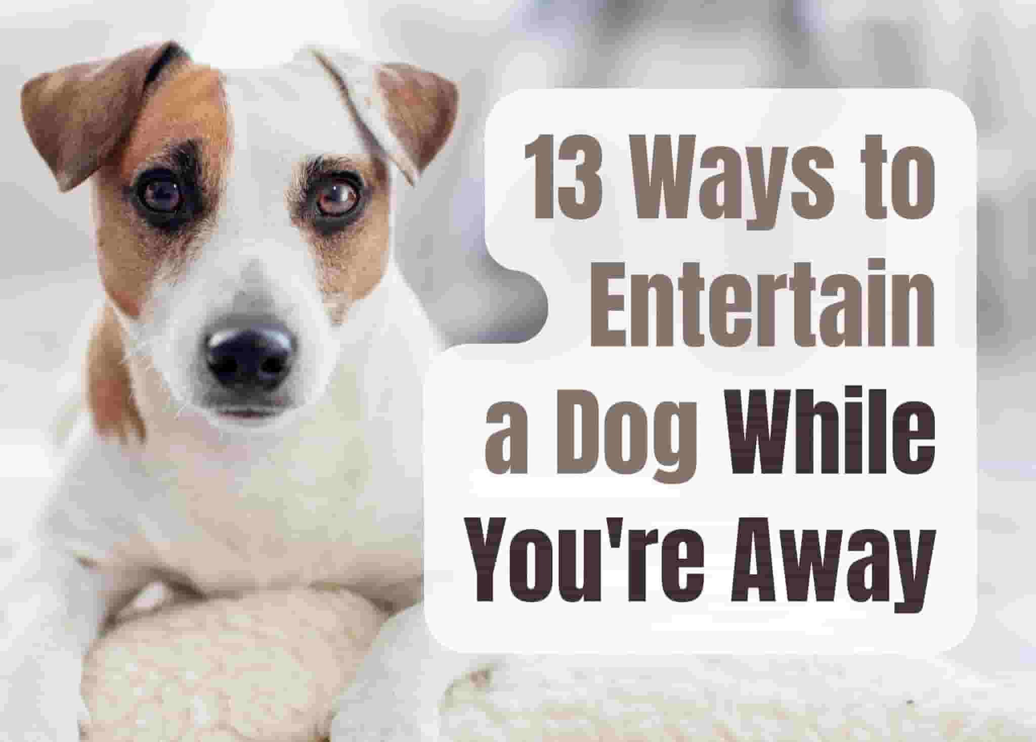 14 tips to keep your dog relaxed while you're away