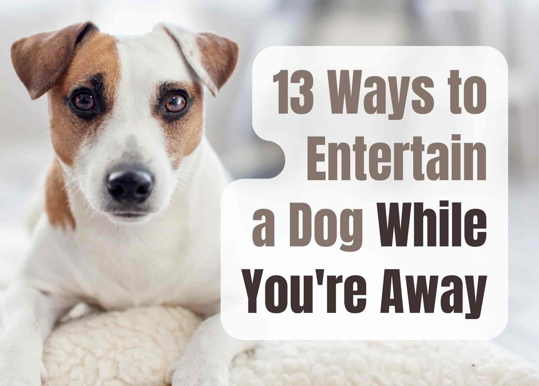 14 tips to keep your dog relaxed while you're away