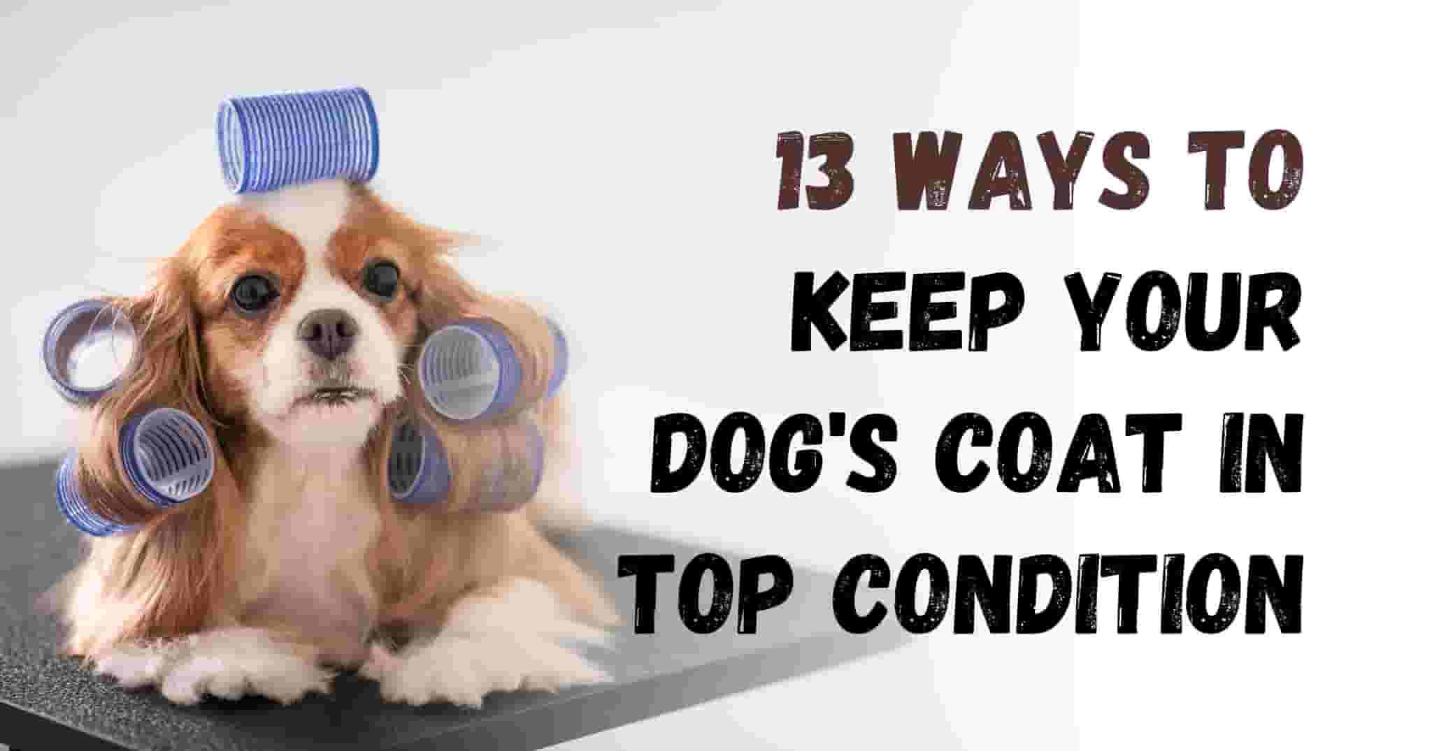 13 Ways to Keep Your Dog's Coat Healthy and Shiny