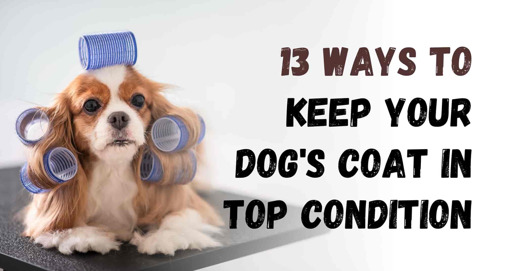 13 Ways to Keep Your Dog's Coat Healthy and Shiny