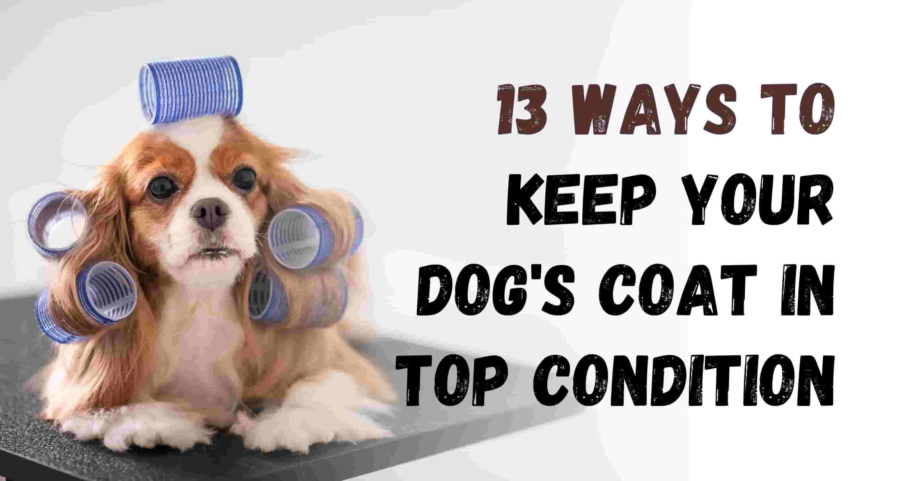 13 Ways to Keep Your Dog's Coat Healthy and Shiny