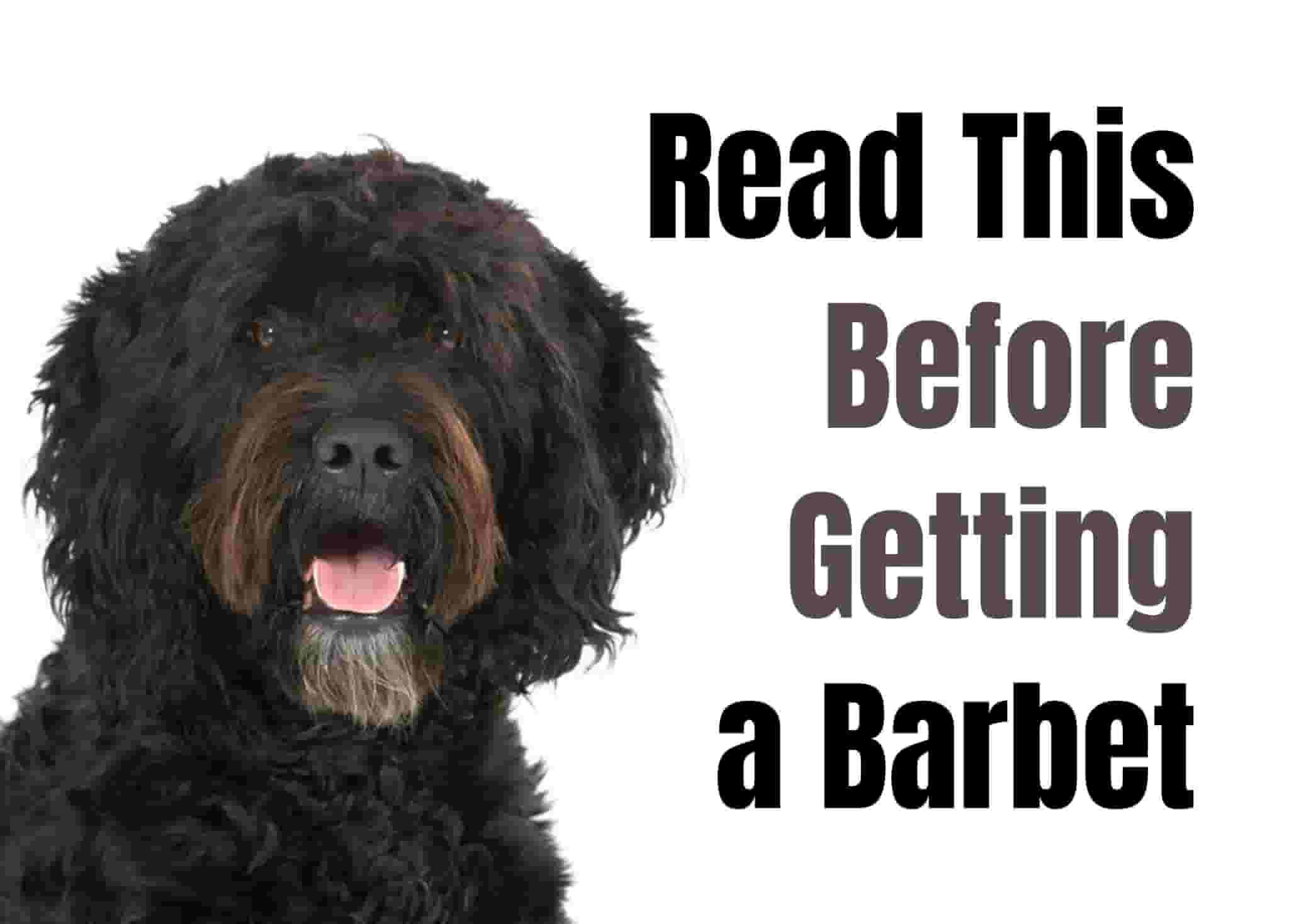7 Things to Know Before Owning a Barbet Dog