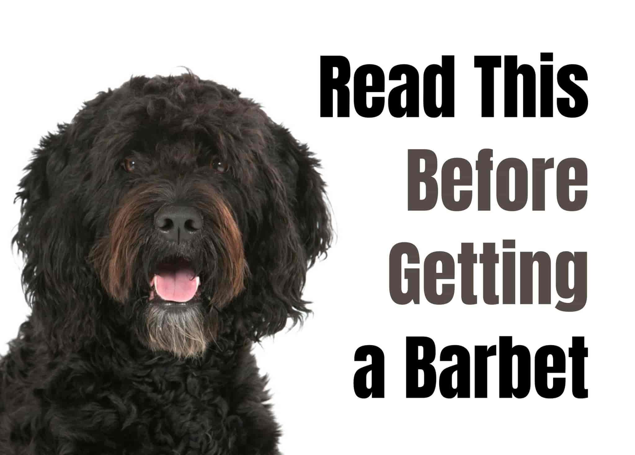 7 Things to Know Before Owning a Barbet Dog