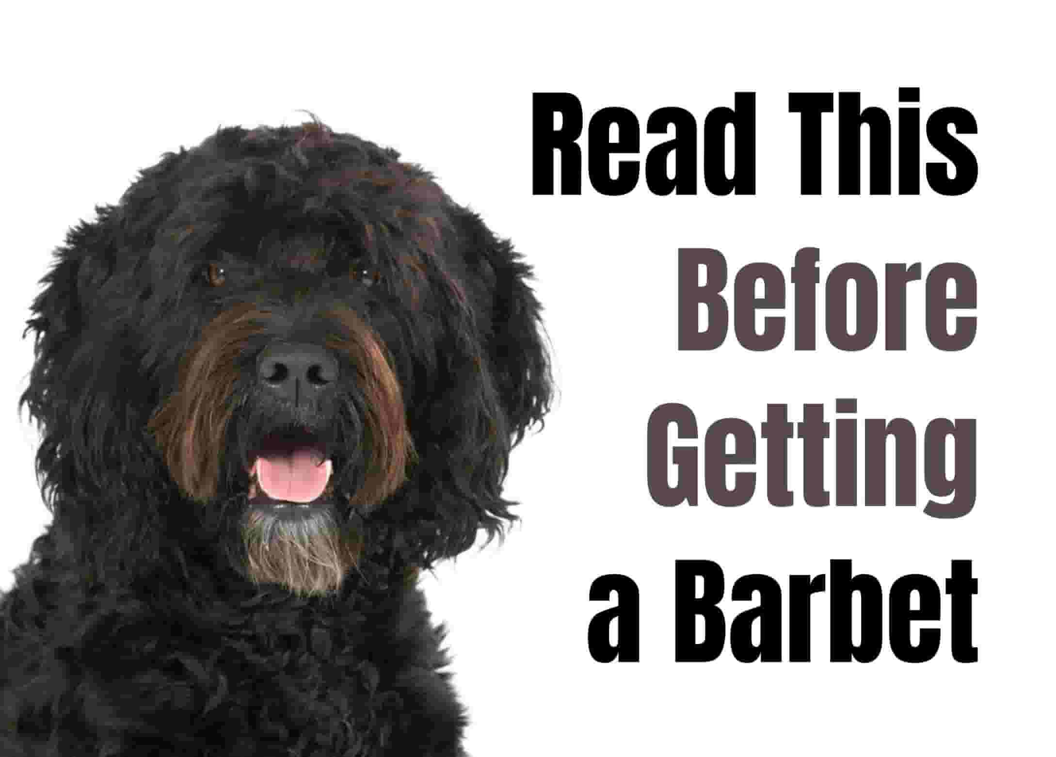 7 Things to Know Before Owning a Barbet Dog