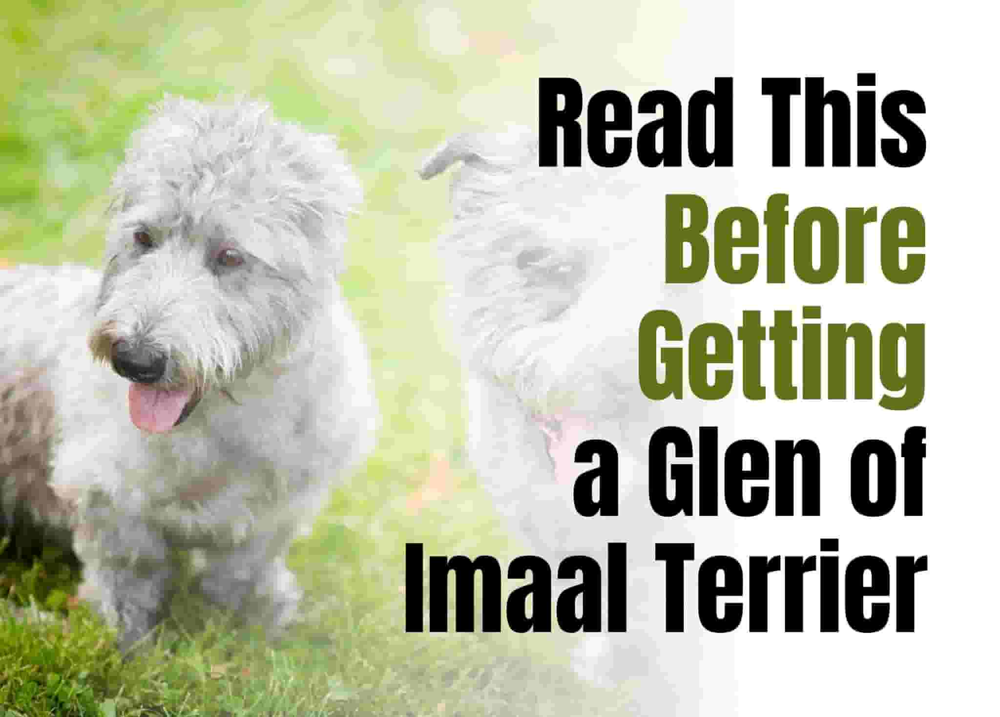 7 things to know before owning a Glen of Imaal Terrier