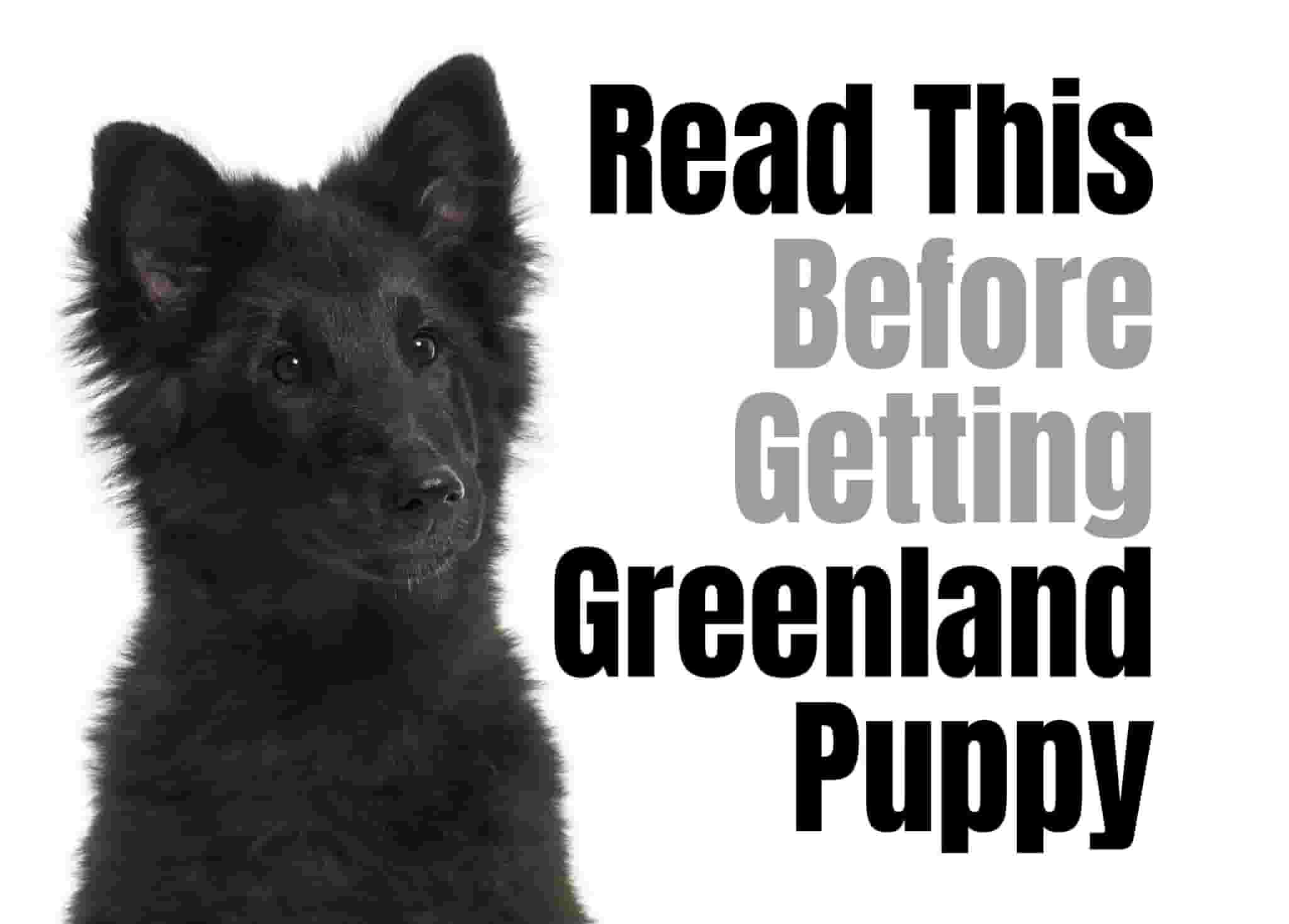 7 things to know before owning a Greenland Dog