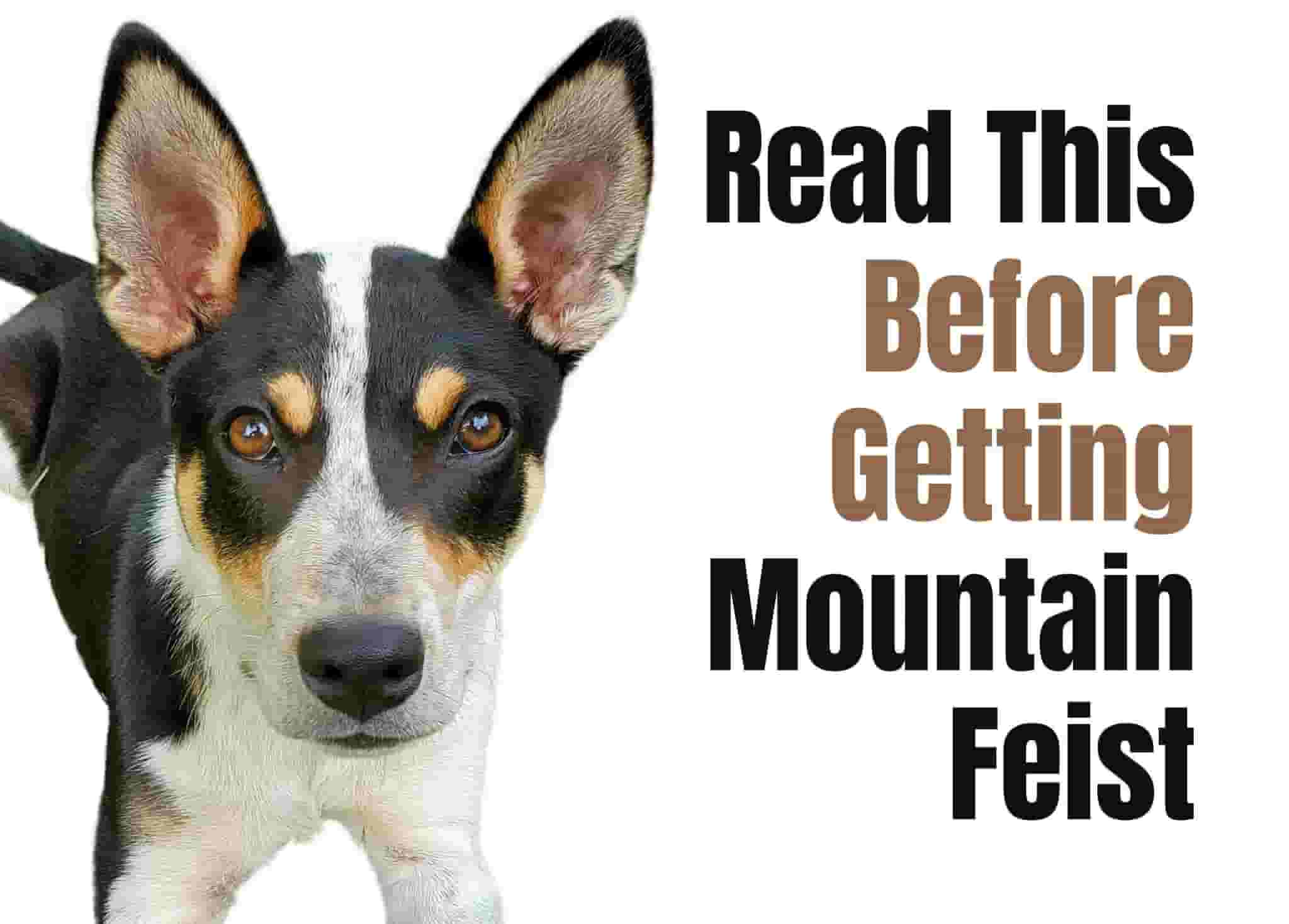7 things to know before bringing home a Mountain Feist puppy
