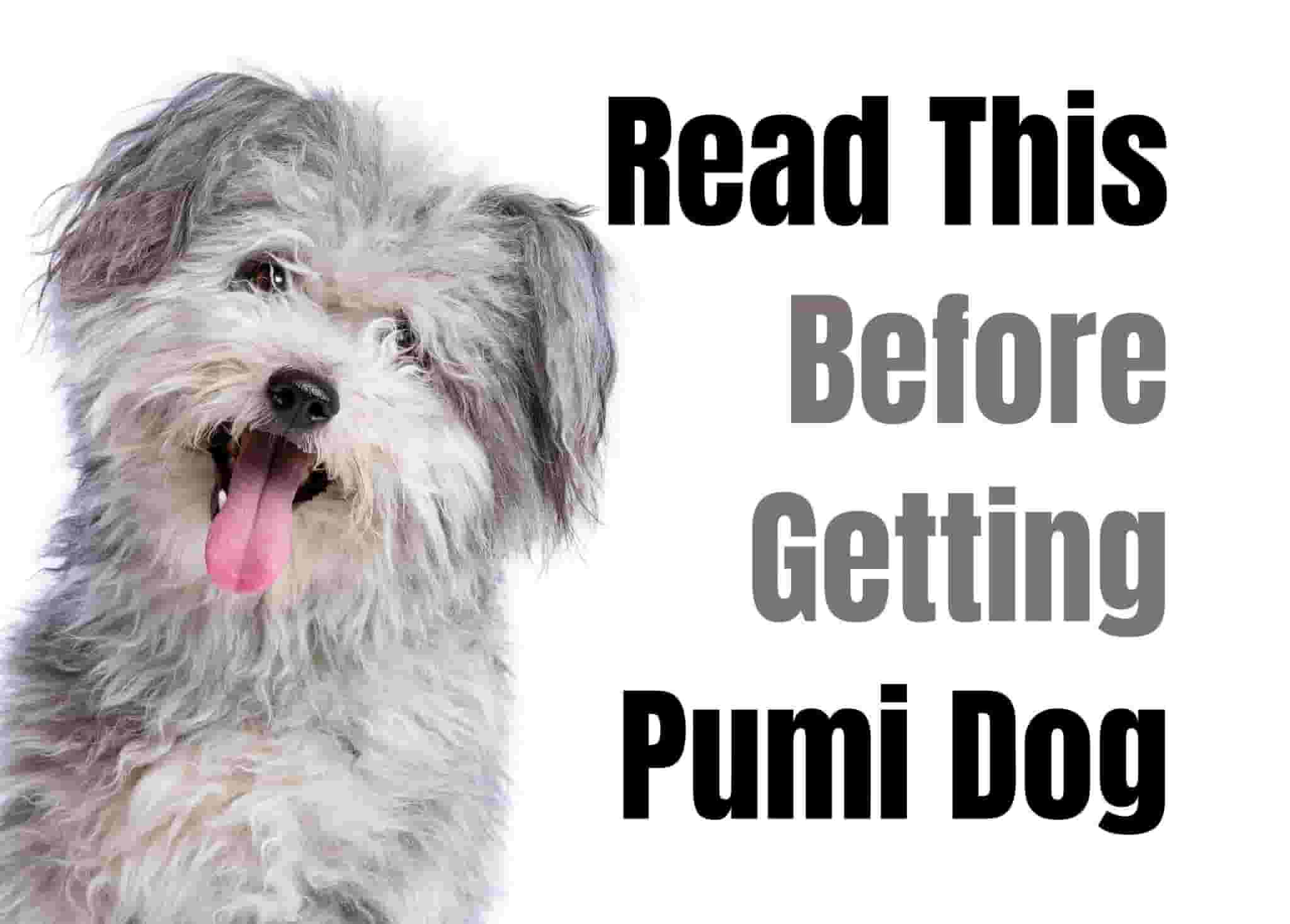 14 things to know before owning a Pumi.