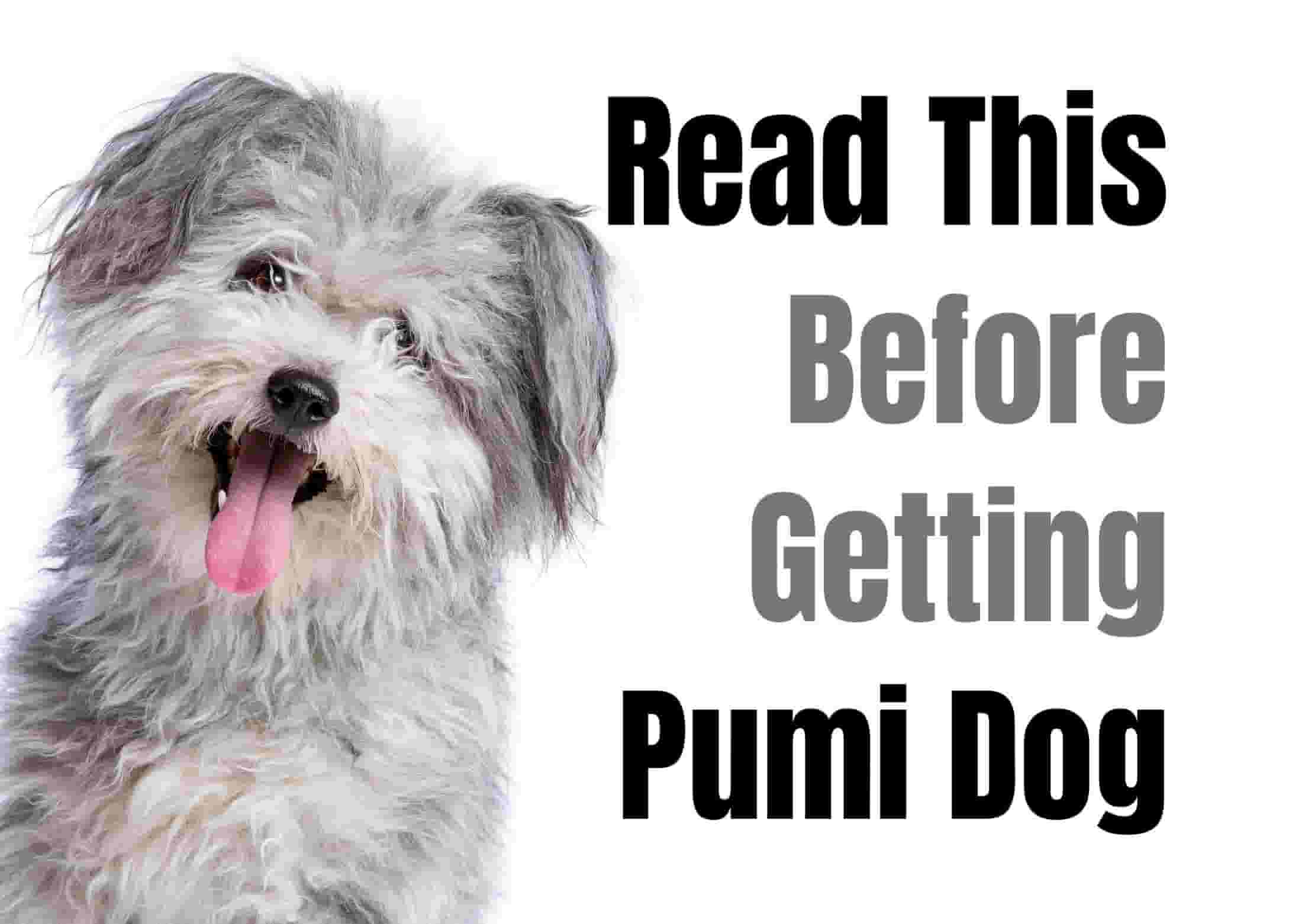 14 things to know before owning a Pumi.