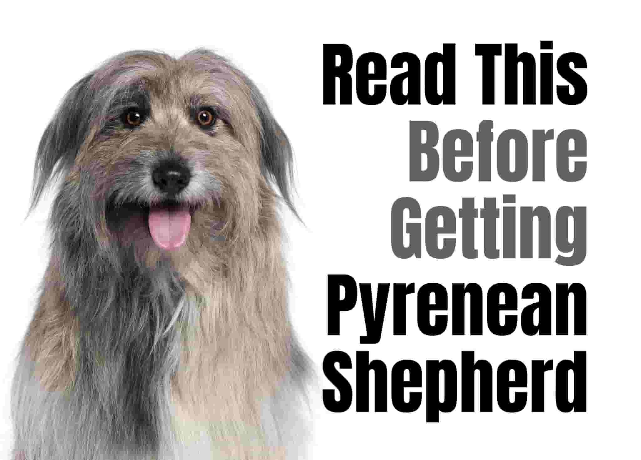 7 things to know before bringing home a Pyrenean Shepherd