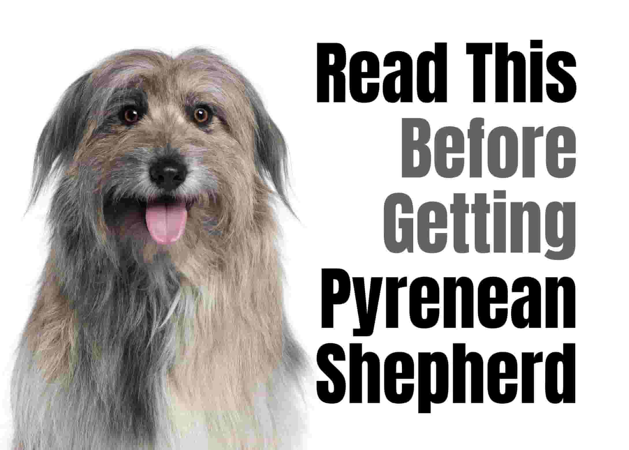 7 things to know before bringing home a Pyrenean Shepherd