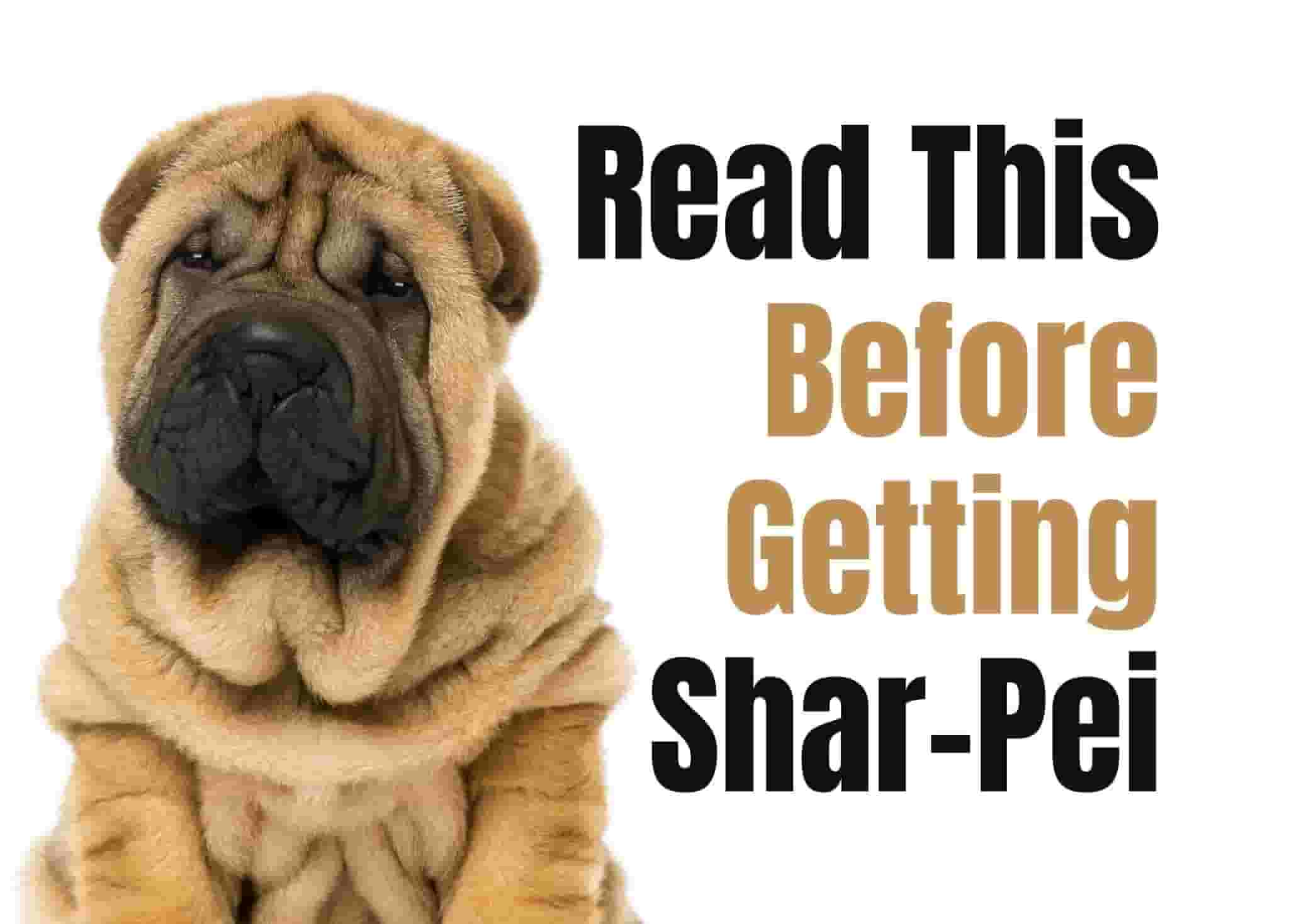 11 things to know before owning a Shar Pei
