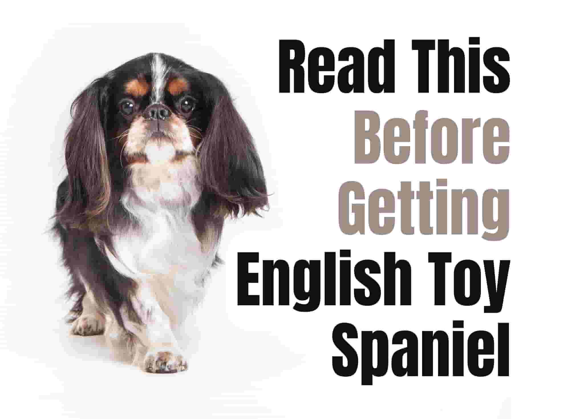 Consider These 14 Factors Before Purchasing an English Toy Spaniel