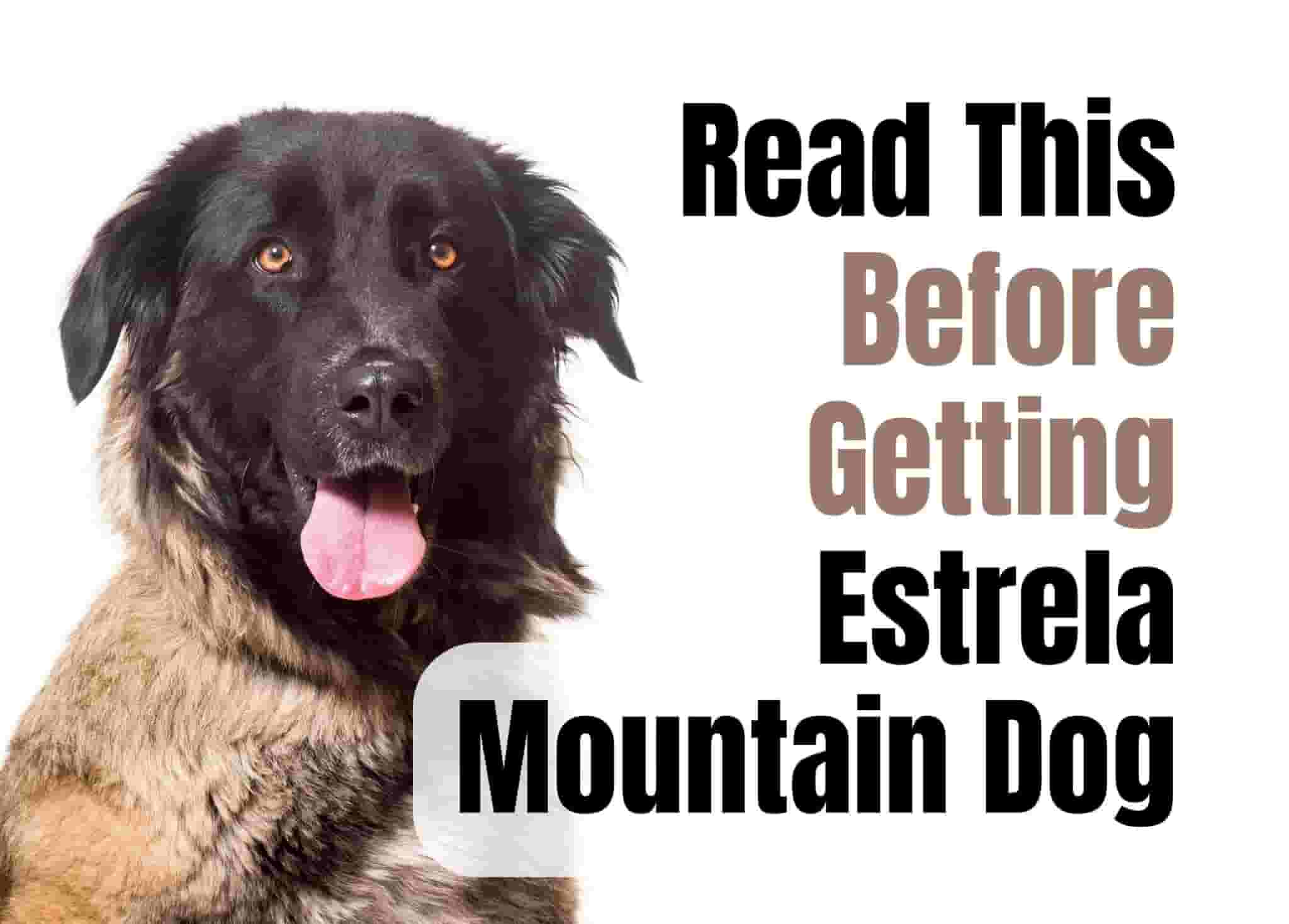 Consider These 14 Factors Before Purchasing an Estrela Mountain Dog Puppy