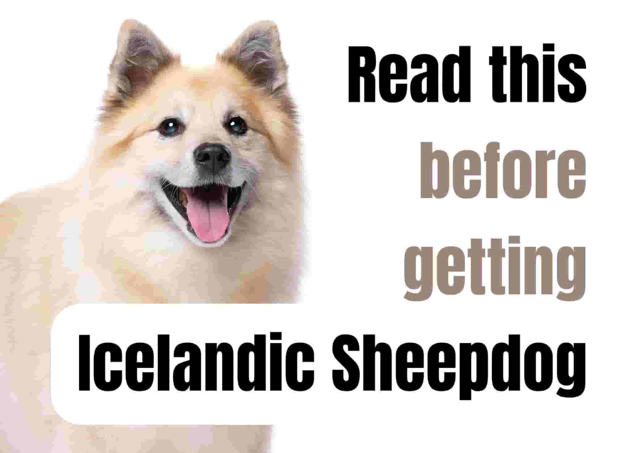 10 Things to Know Before Getting an Icelandic Sheepdog