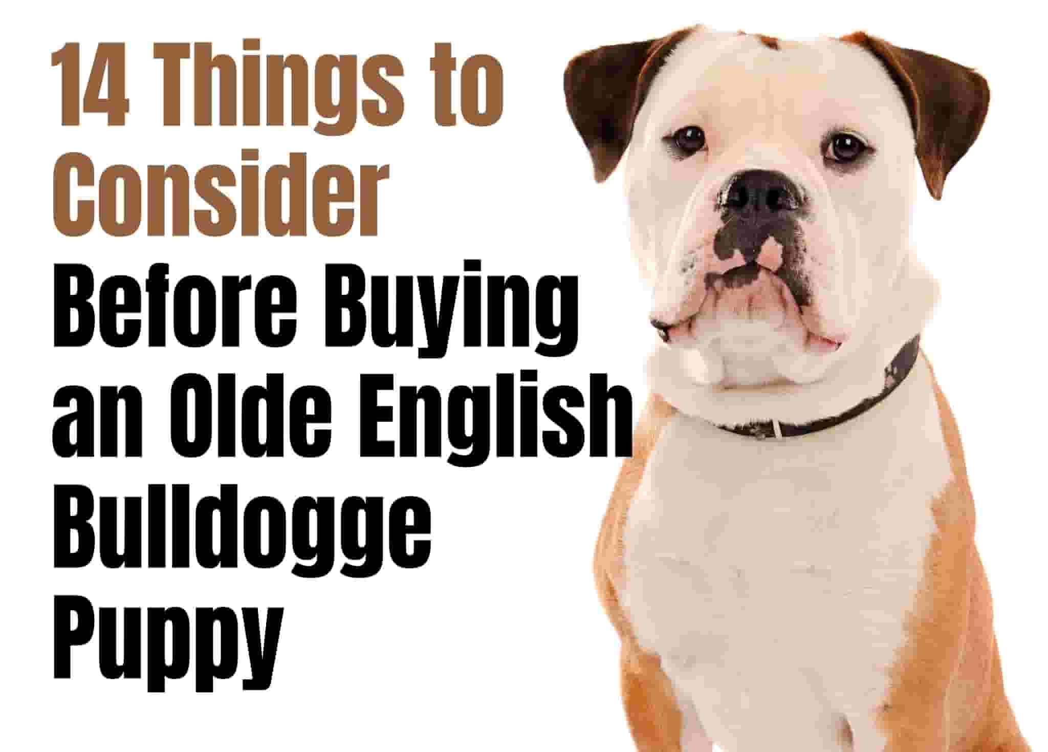 10 things to know before getting an Olde English Bulldogge