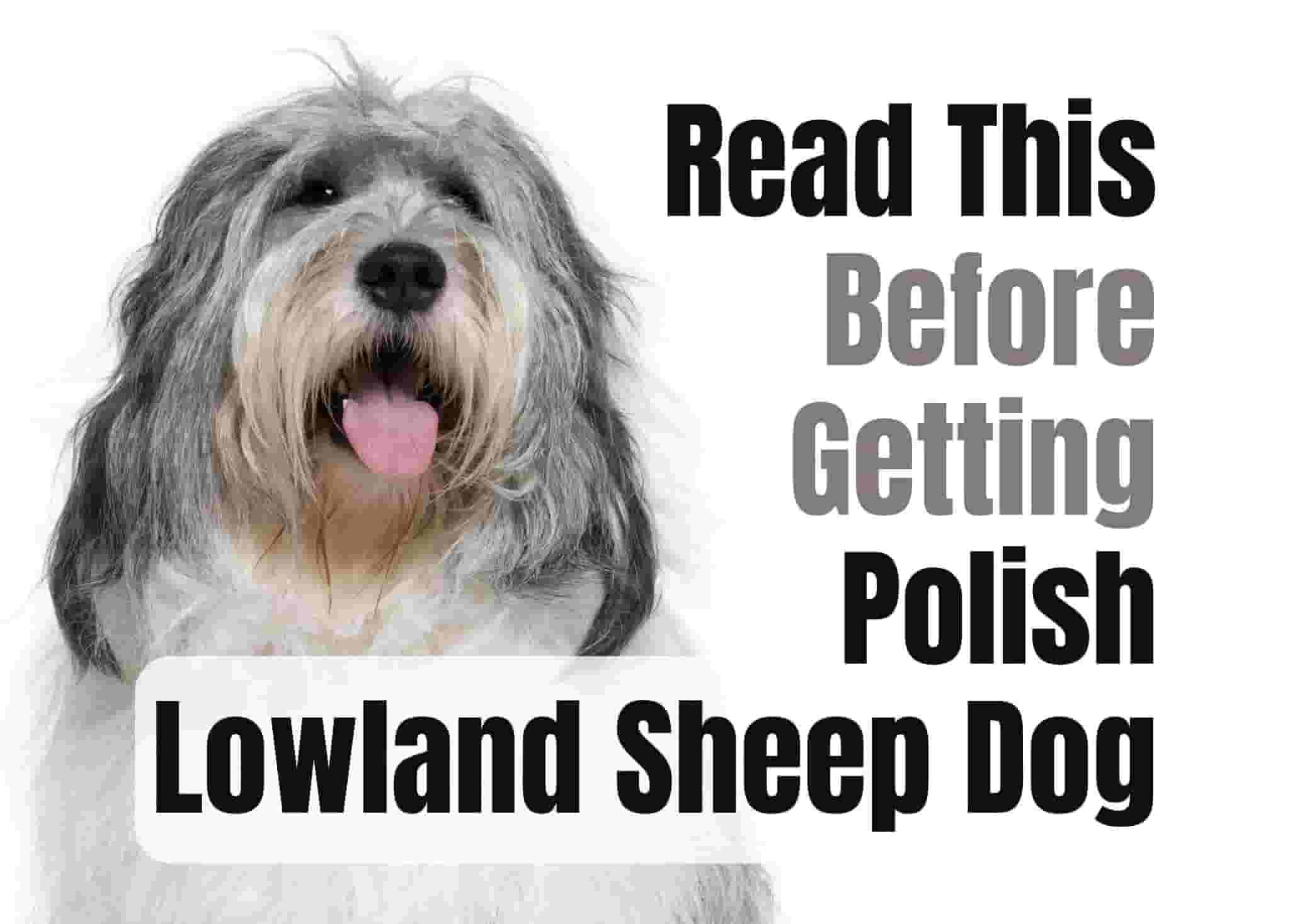 7 things to know before owning a Polish Lowland Sheepdog