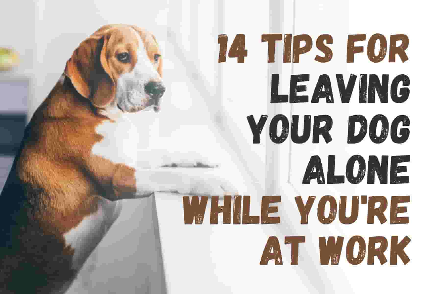14 Things to Know Before Leaving Your Dog Home Alone