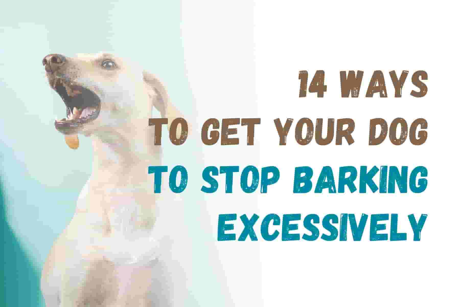 14 Proven Strategies to Stop Your Dog's Excessive Barking
