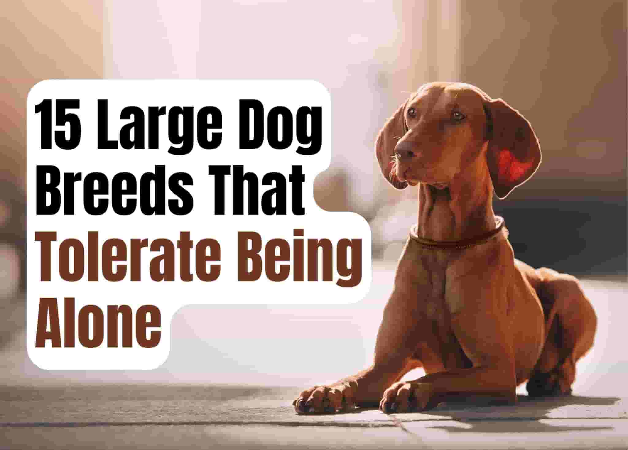 15 Independent Breeds for Busy Owners
