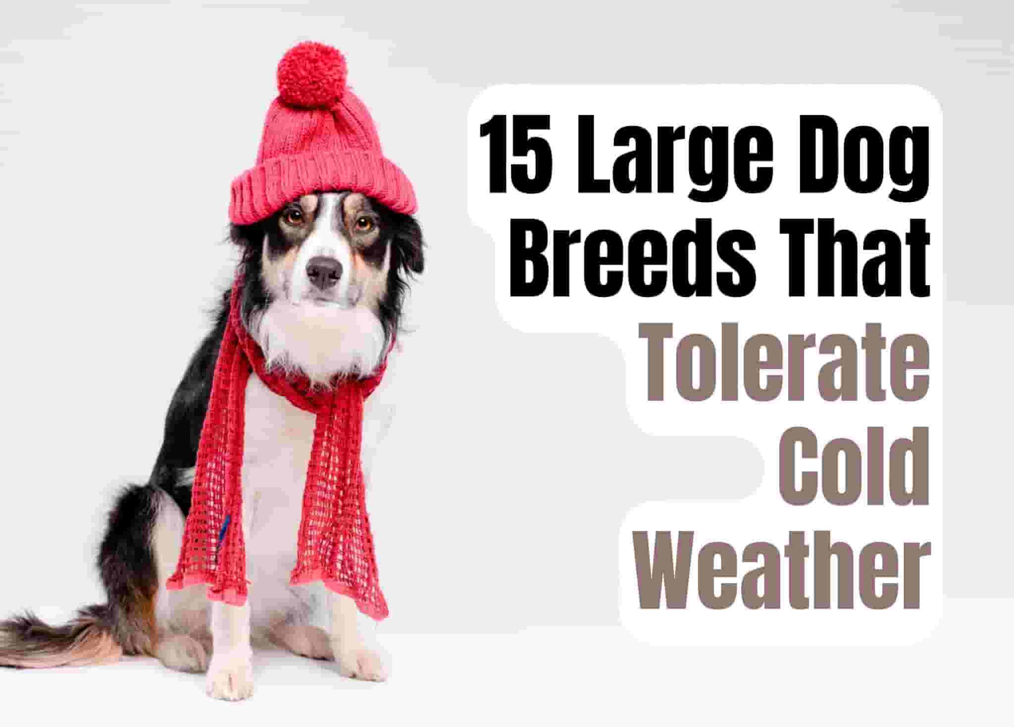 15 Large Dog Breeds That Thrive in Cold Weather