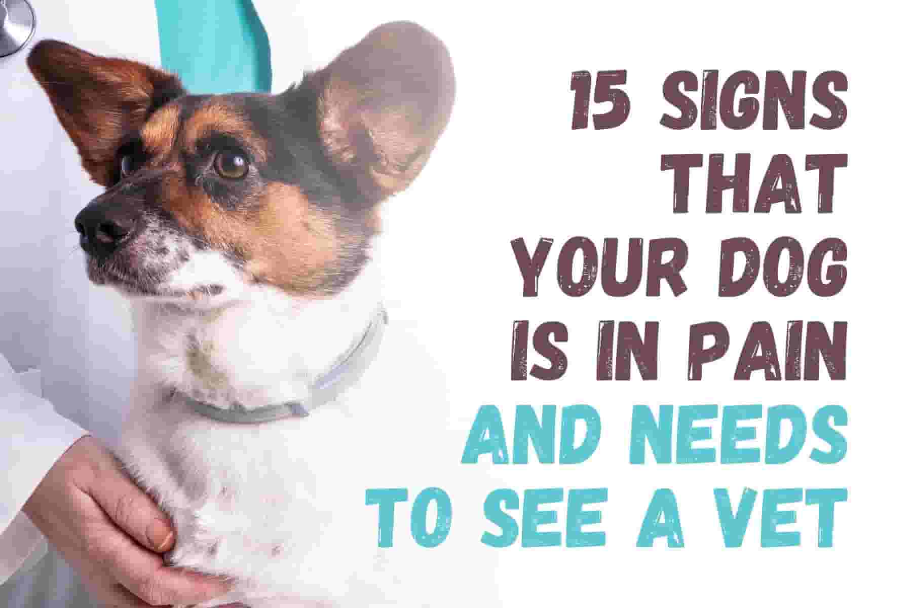 15 Warning Signs Your Dog Could Be in Serious Pain