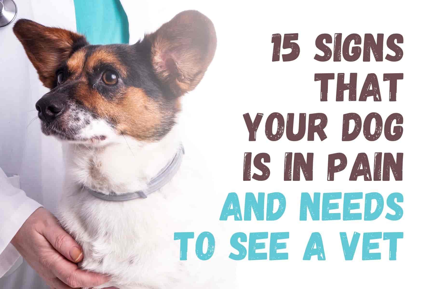 15 Warning Signs Your Dog Could Be in Serious Pain