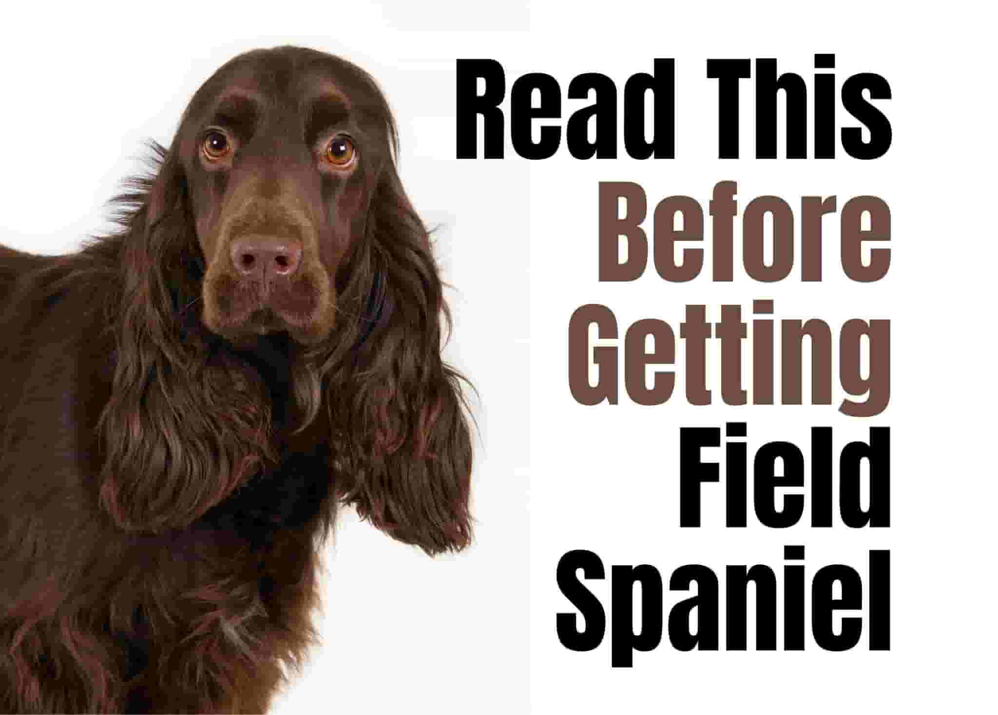 7 reasons to choose a Field Spaniel for active lifestyles