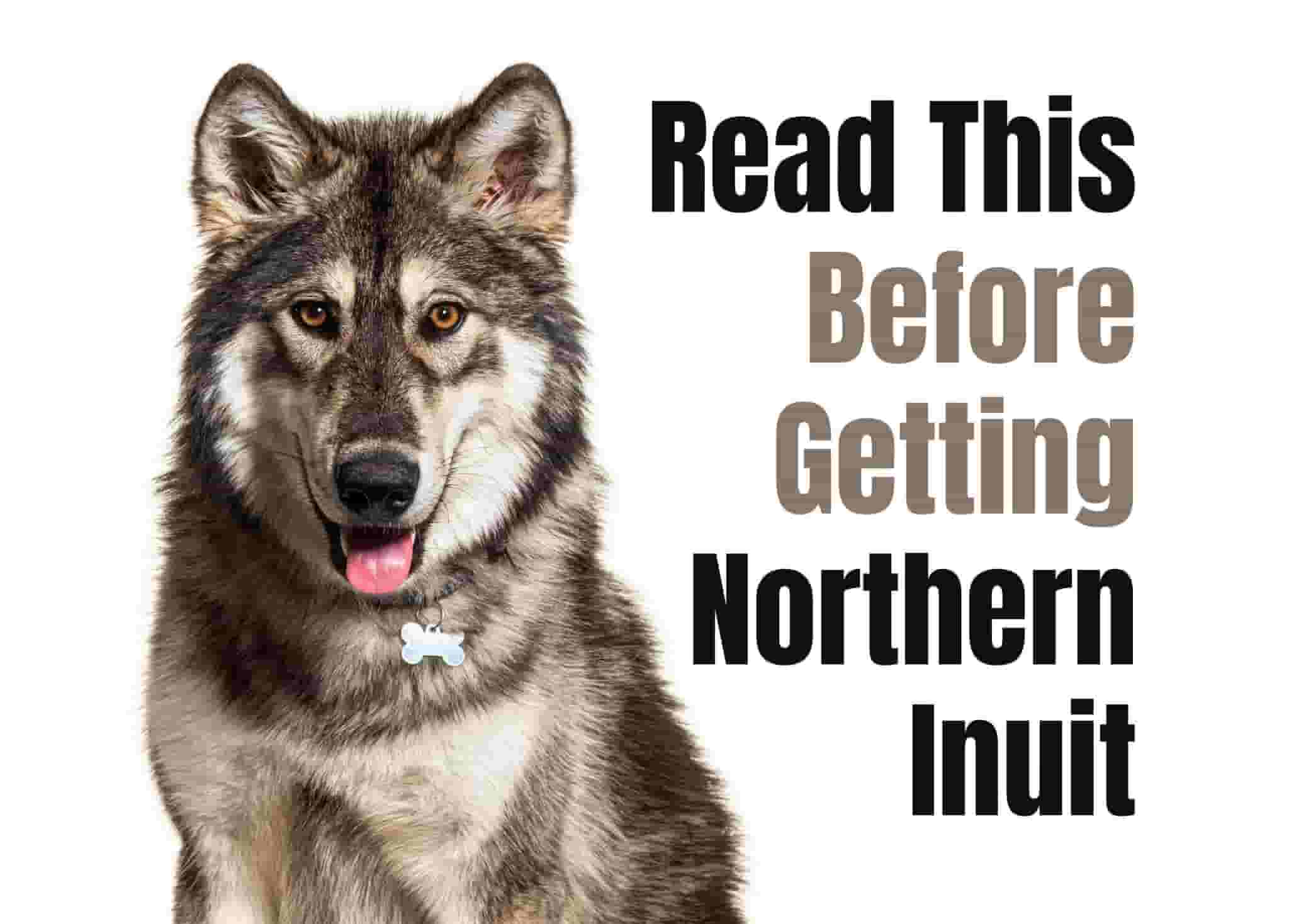 15 things to know before getting a Northern Inuit Dog