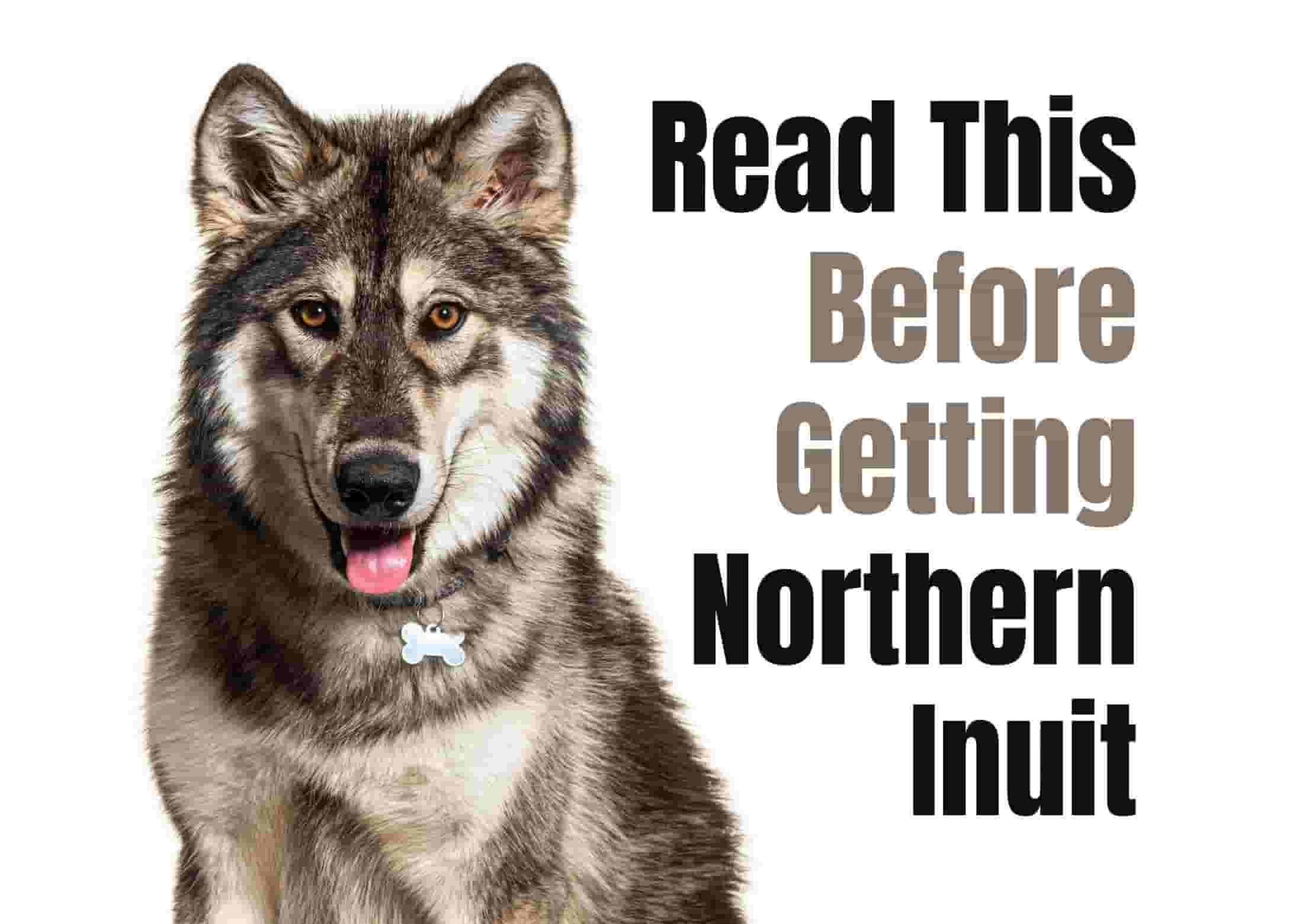 15 things to know before getting a Northern Inuit Dog