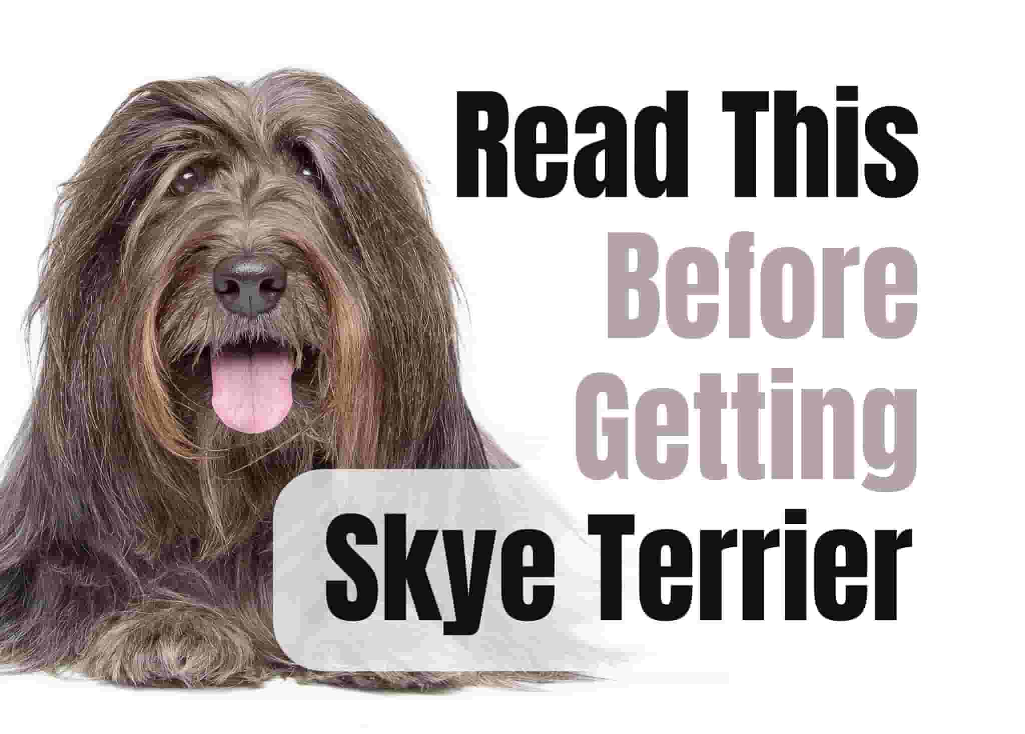 What to Think About Before Getting a Skye Terrier Puppy