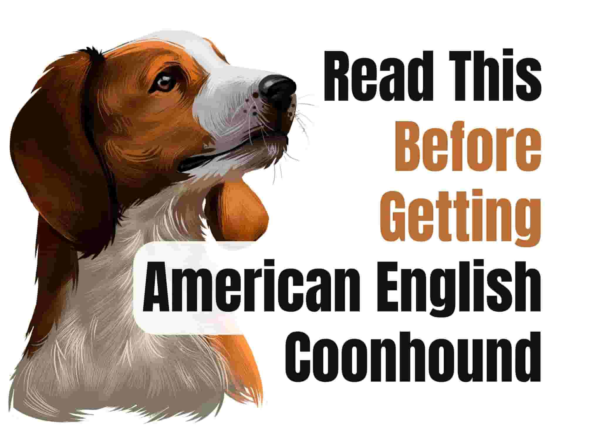 7 Things to Know Before Owning an American English Coonhound