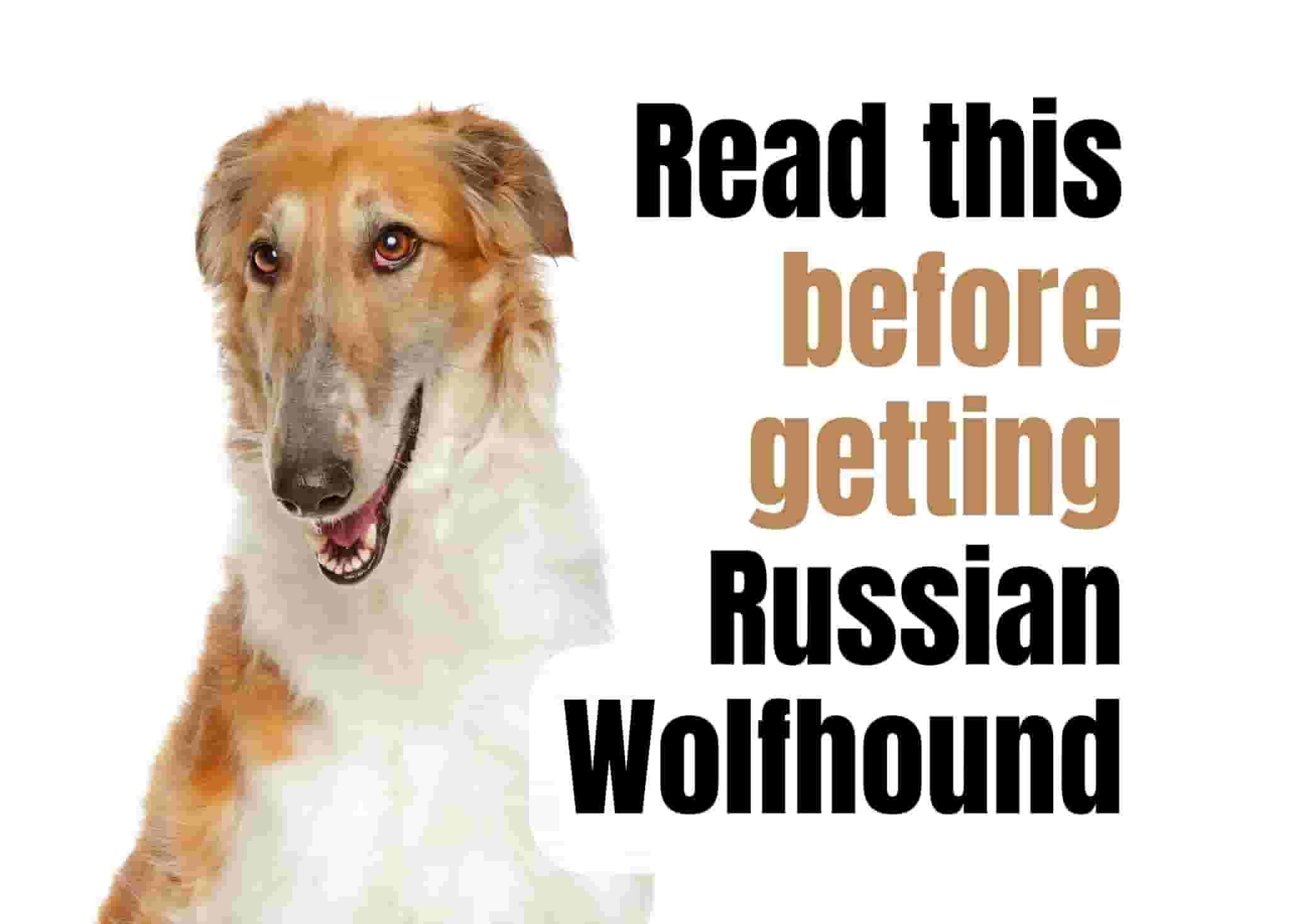 7 Things to Know Before Owning a Russian Wolfhound