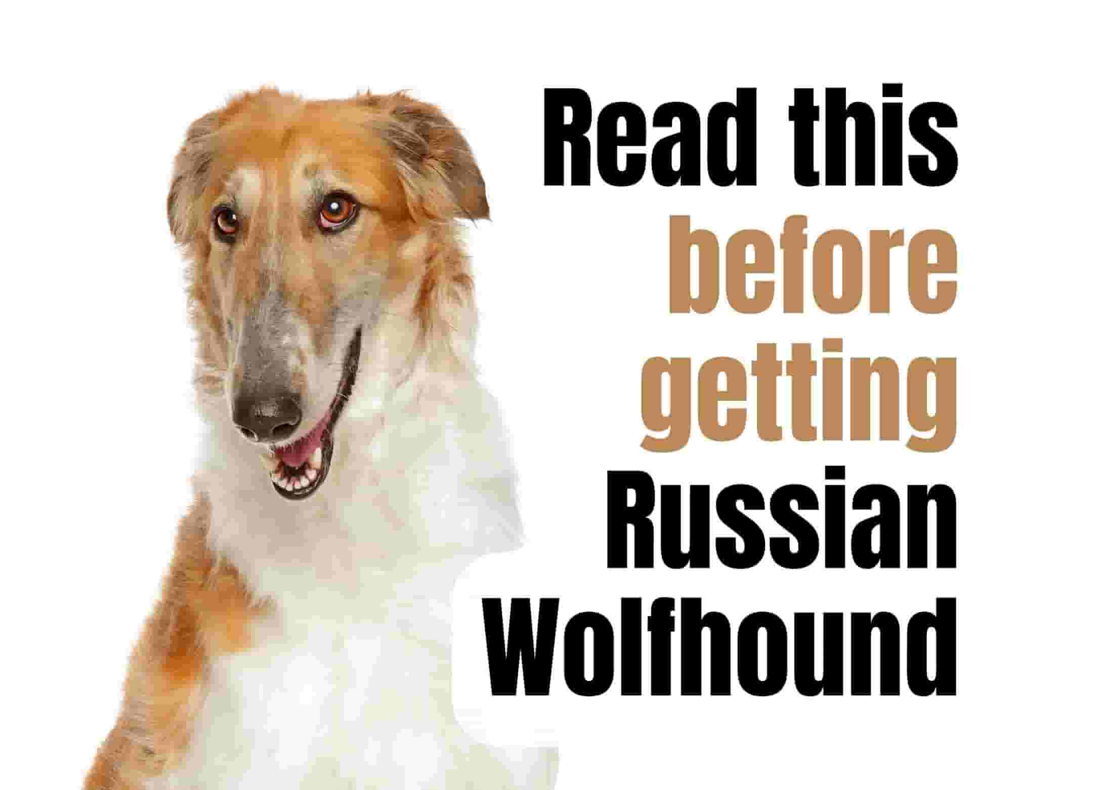 7 Things to Know Before Owning a Russian Wolfhound
